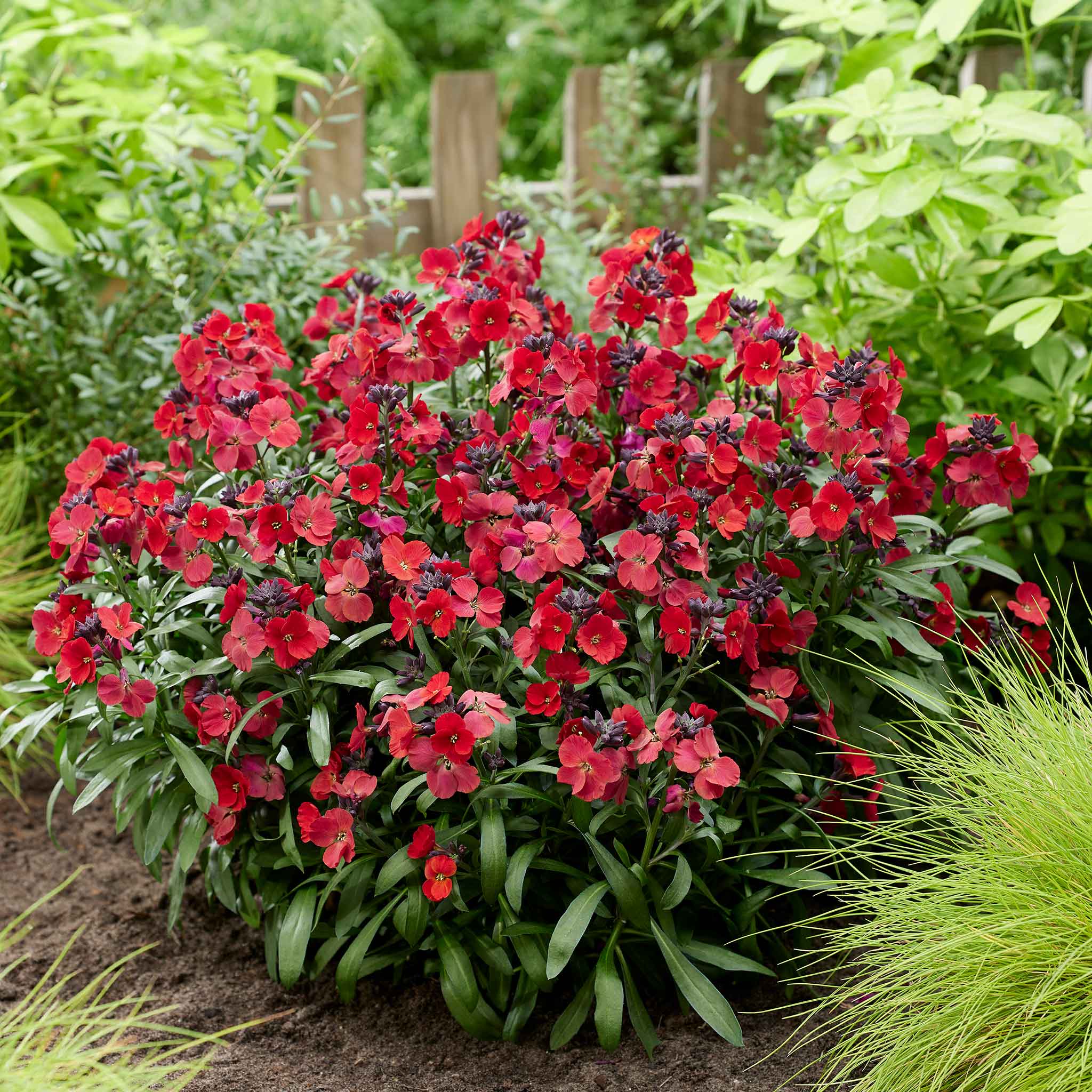 Erysimum 'Colour Vibe Red' - Image 3