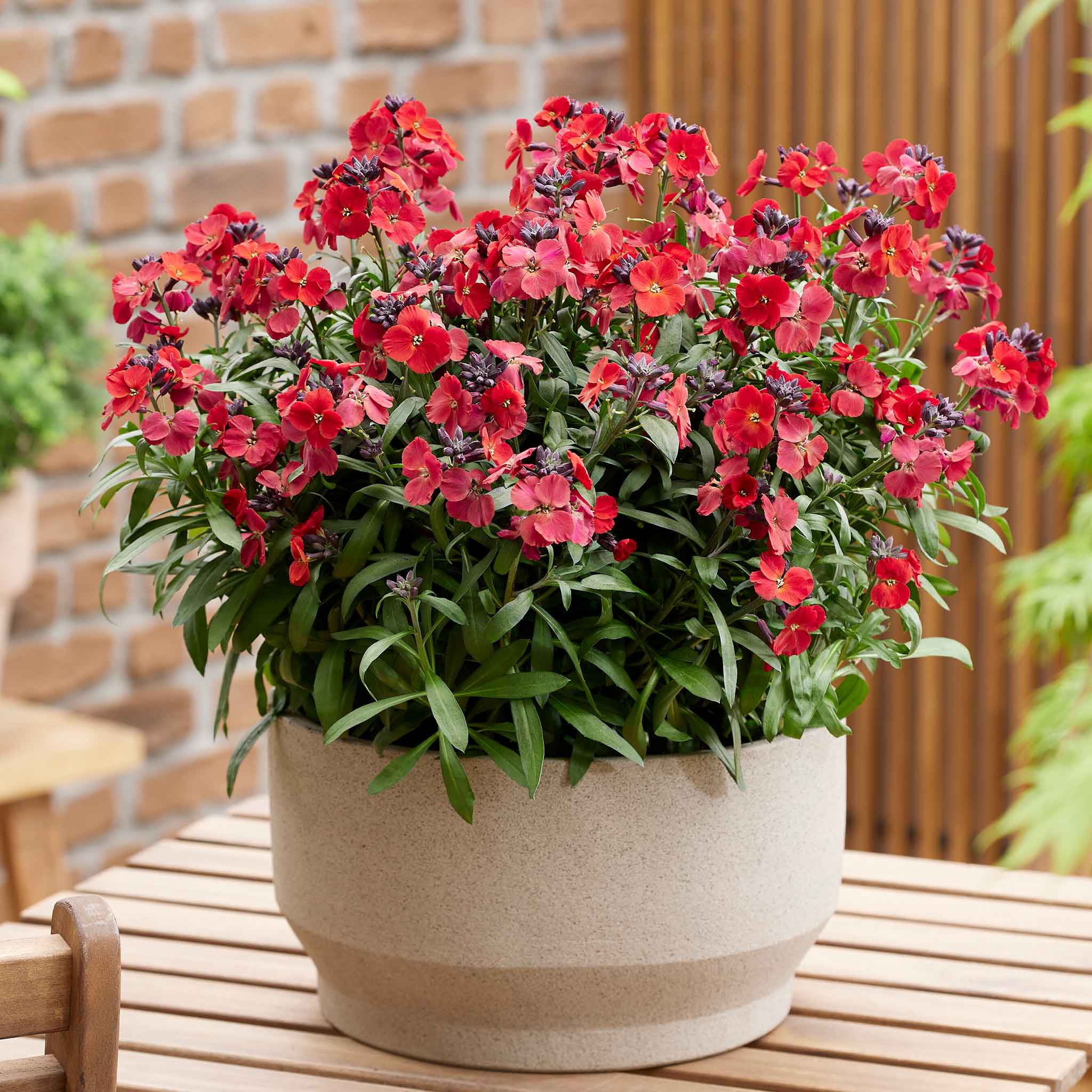 Erysimum 'Colour Vibe Red' - Image 4