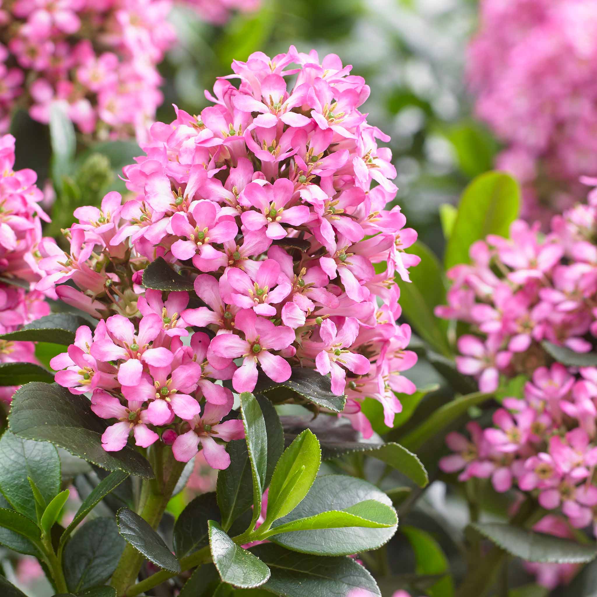 Escallonia Leavis 'Pink Elle' - Image 2