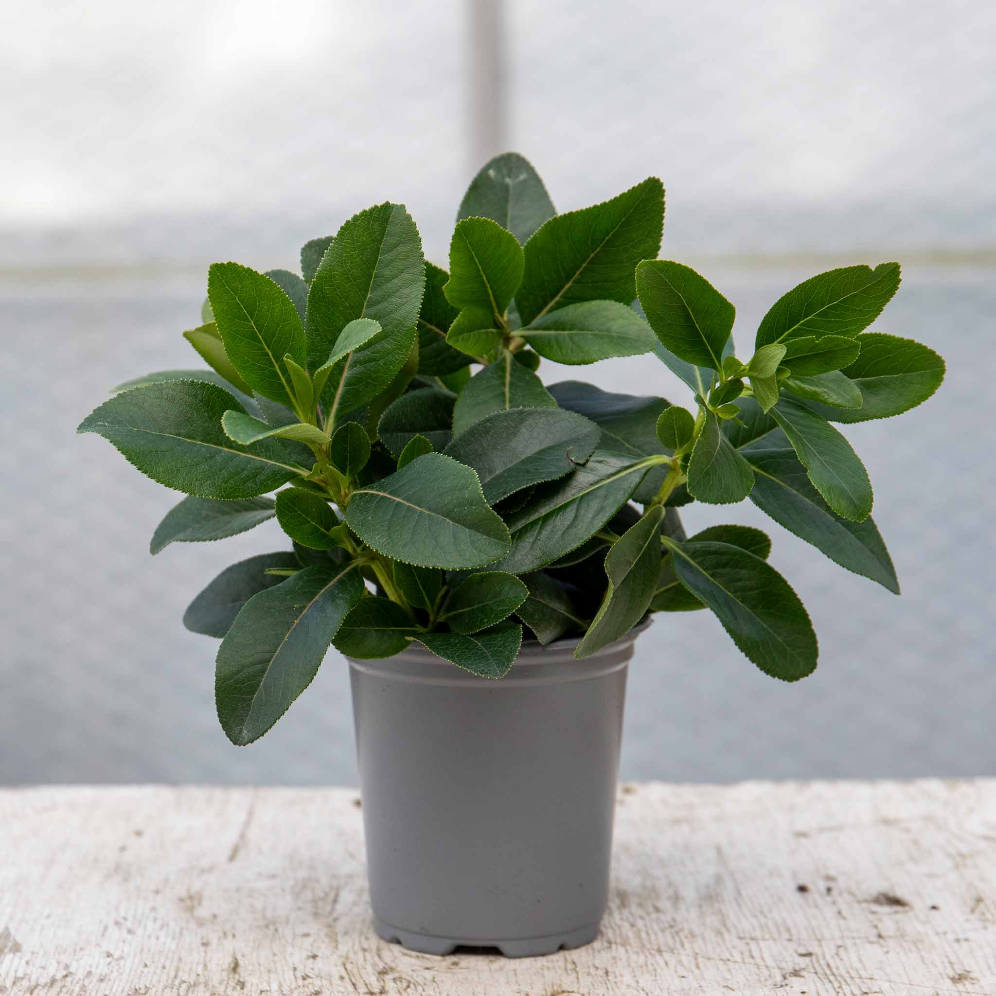 Escallonia Leavis 'Pink Elle' - Image 4