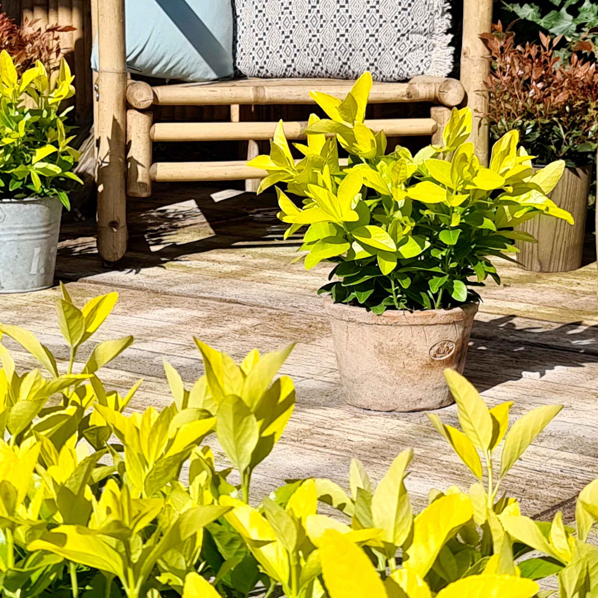 Euonymus Japonicus 'El Dorado' - Image 9