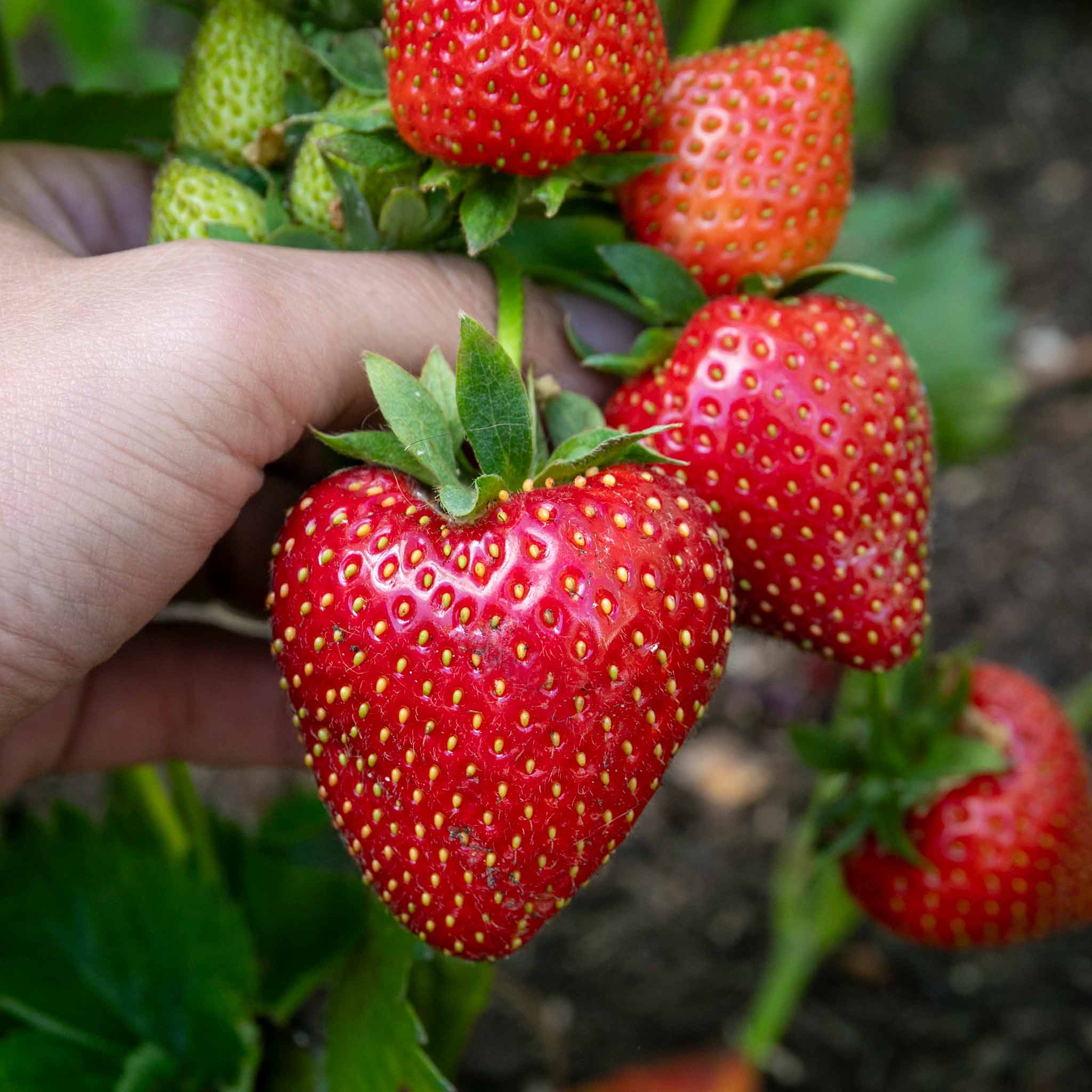 Everbearing Strawberry 'Favori'