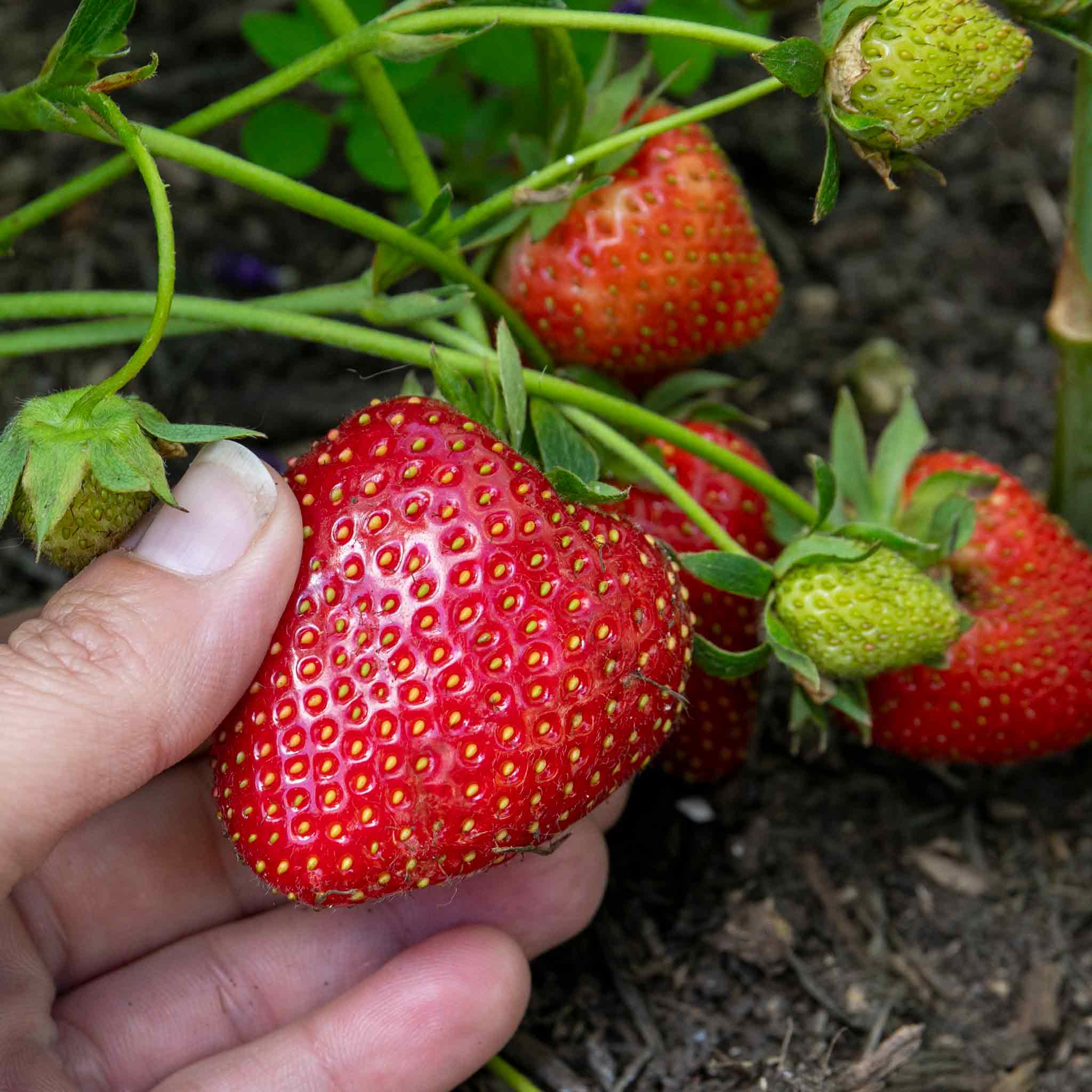 Strawberry 'Long Cropping' Collection - Image 2