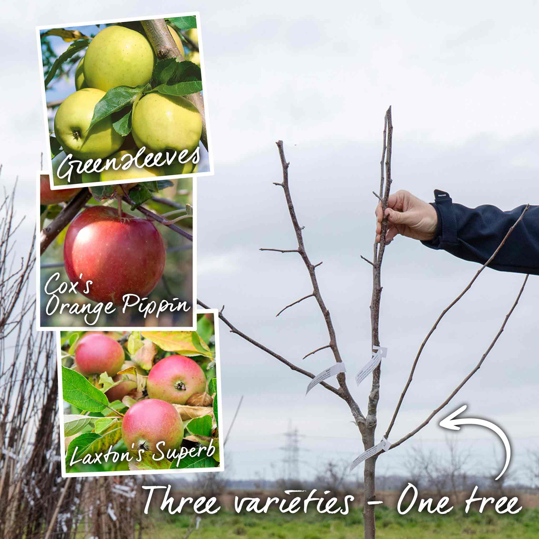 Apple 'Family' - Image 2