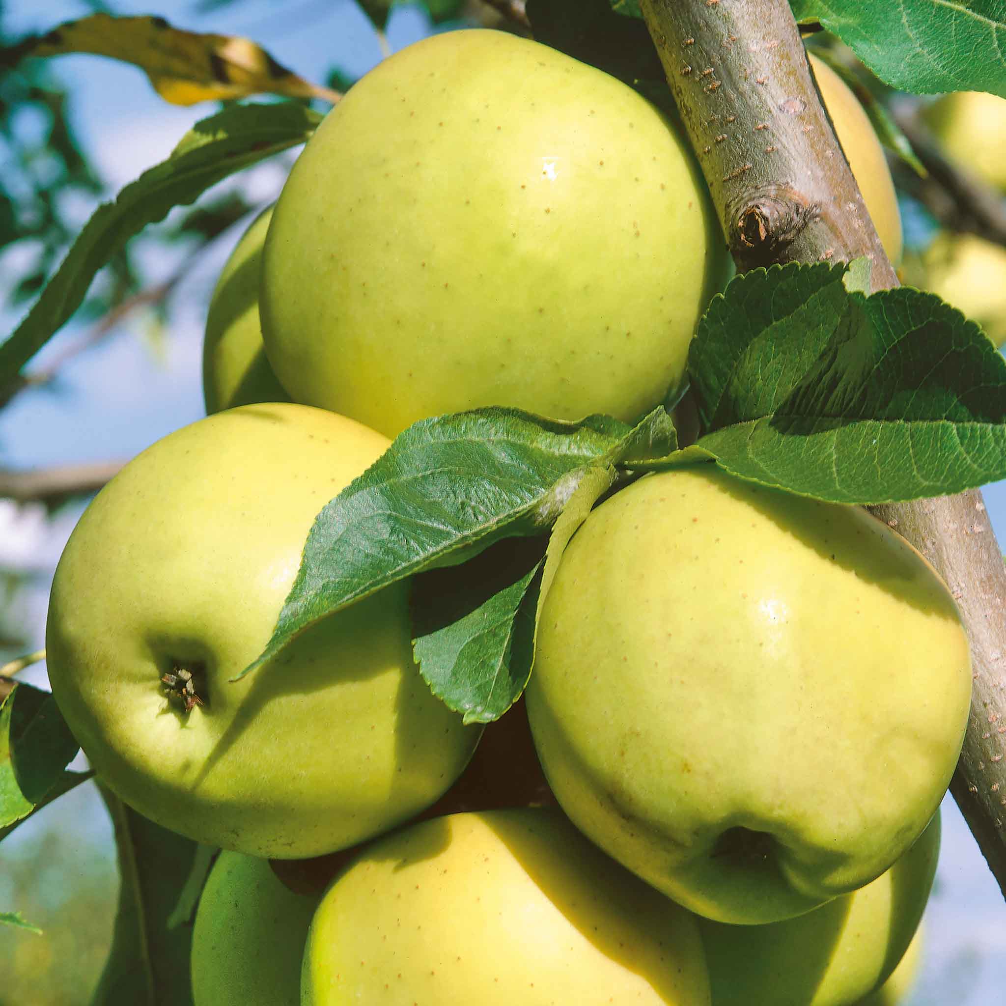 Apple 'Family' - Image 3
