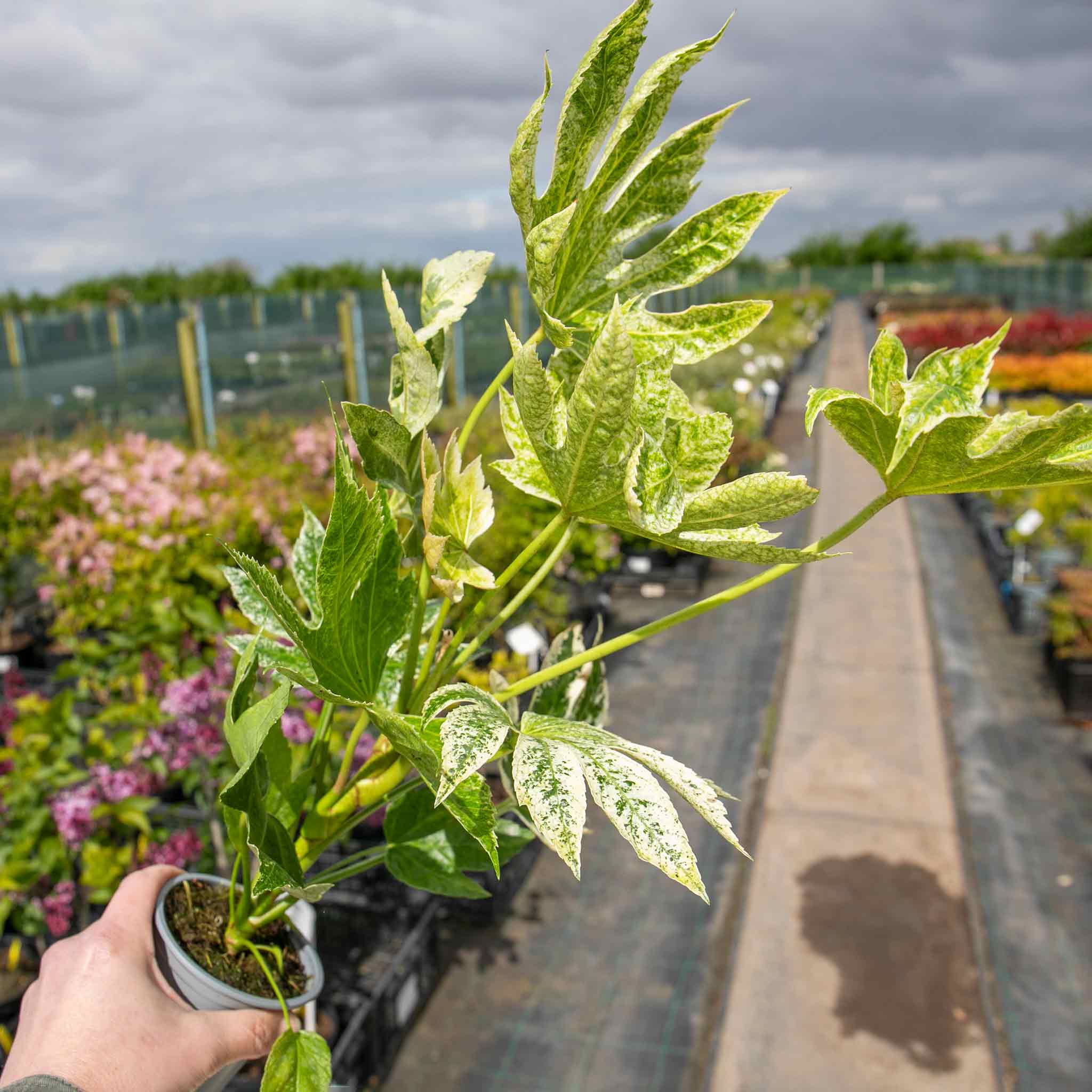 Fatsia Japonica 'Spiders Web' - Image 5