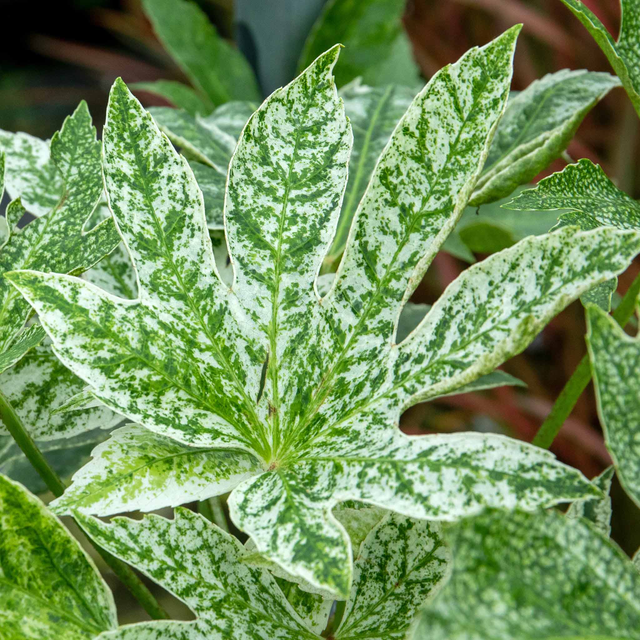 Fatsia Japonica 'Spiders Web' - Image 6
