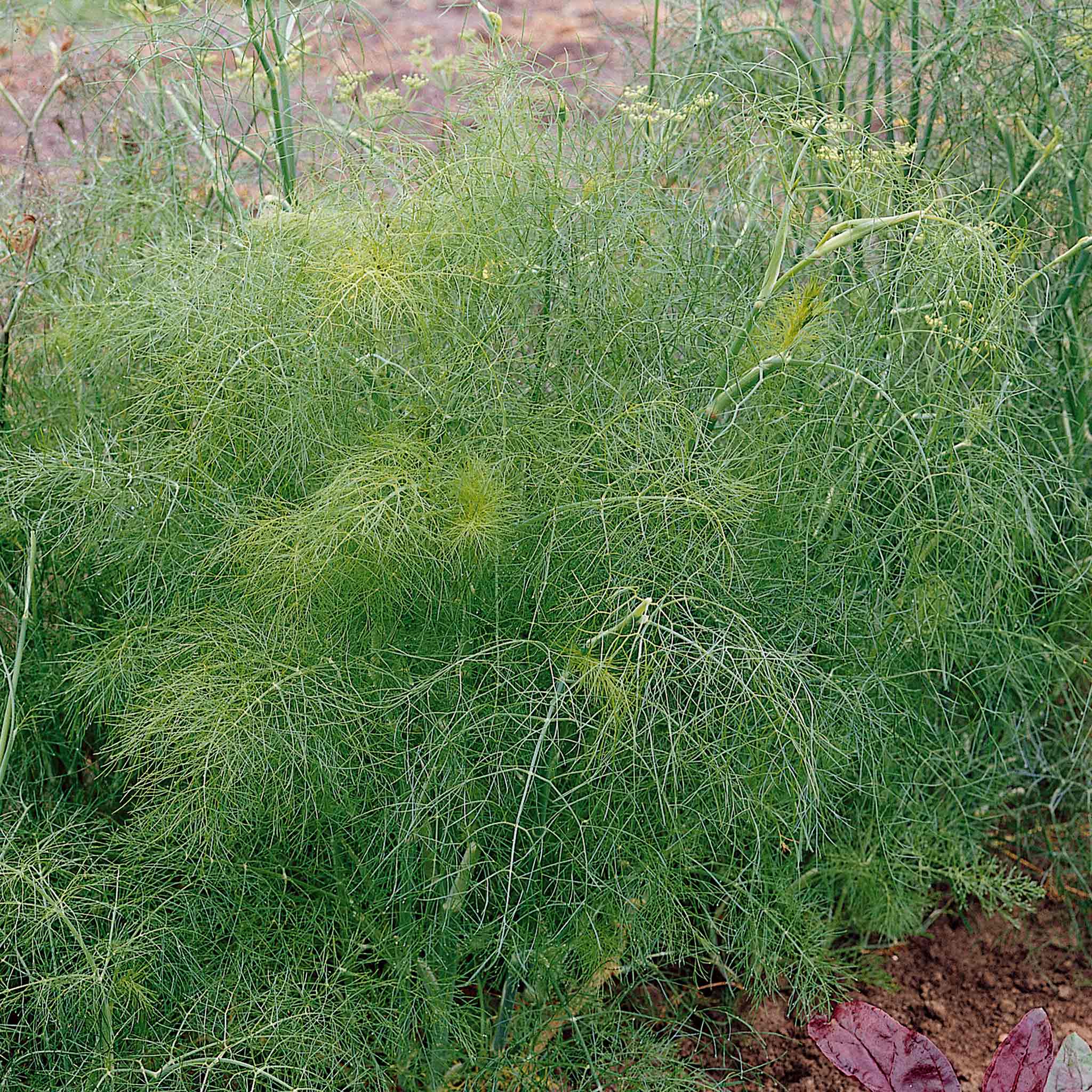 Fennel Plant - Image 4