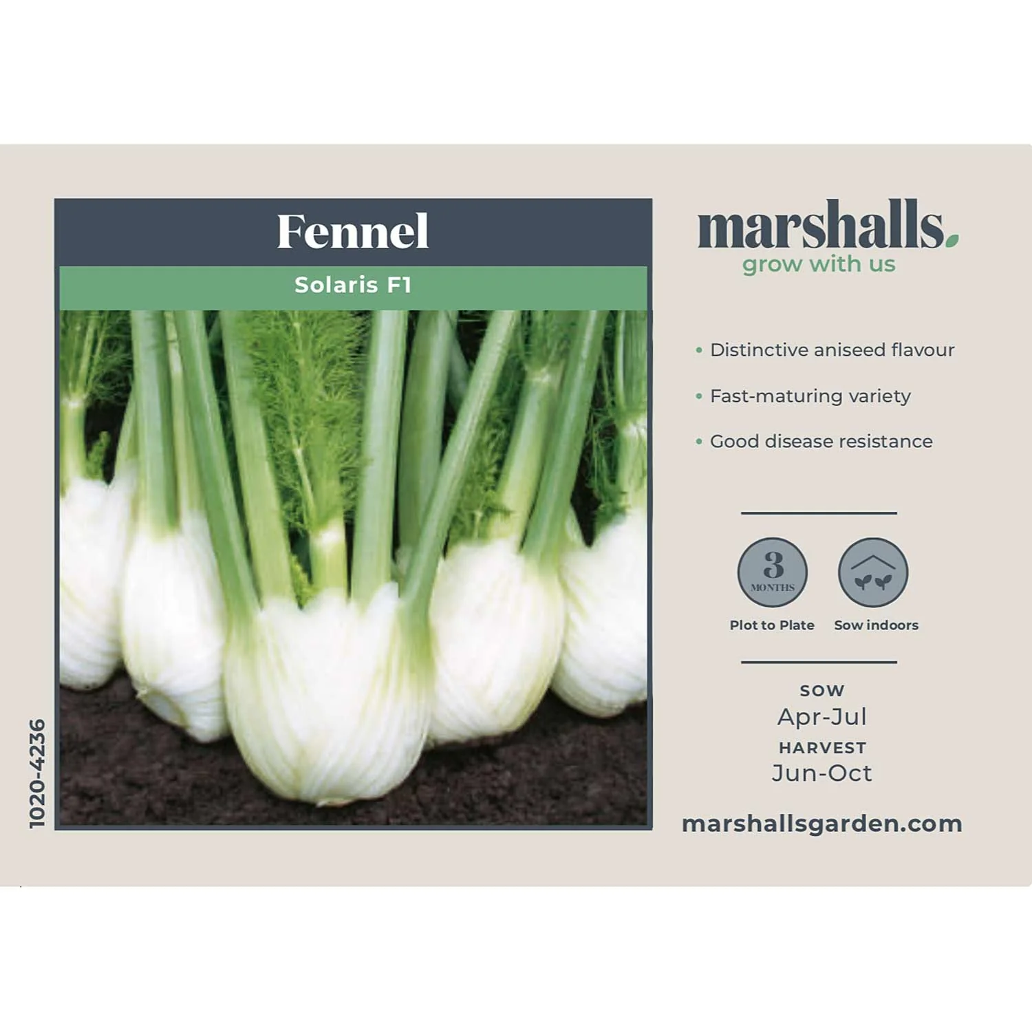 Fennel Seeds 'Solaris' F1 - Image 2