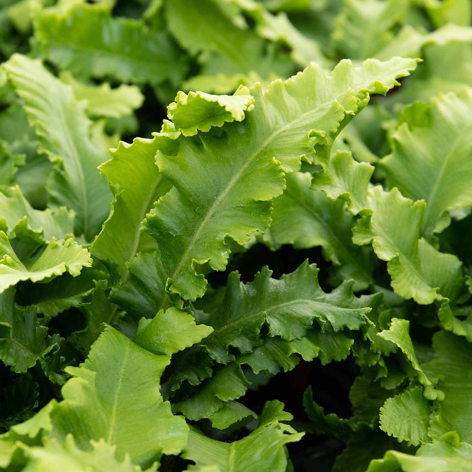 Fern 'Asplenium Scolopendrium' - Image 3