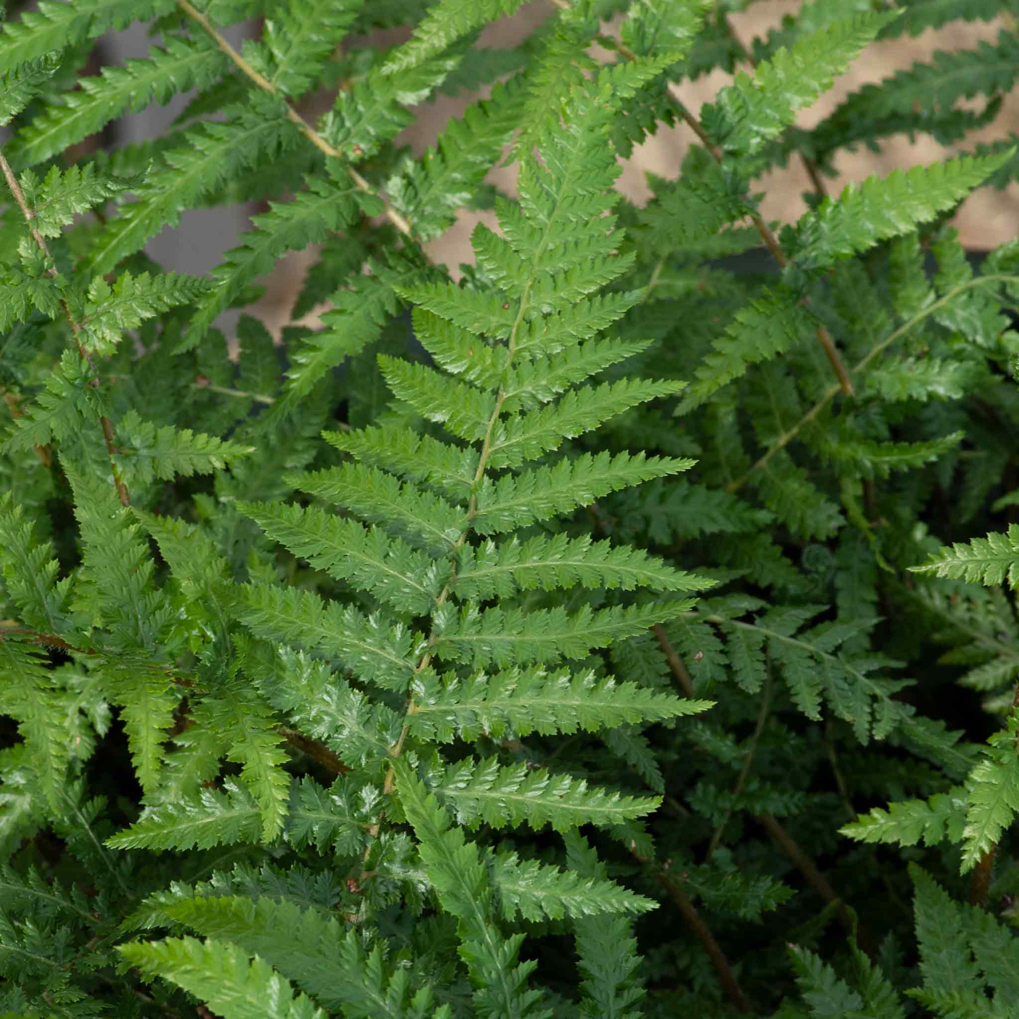 Fern 'Dicksonia Antarctica' - Image 2