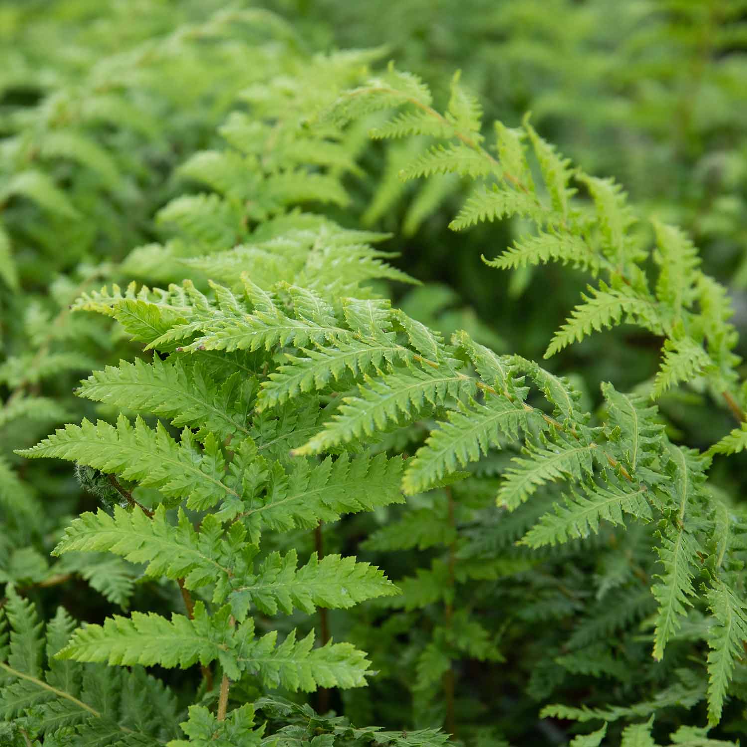 Fern 'Dicksonia Antarctica' - Image 6
