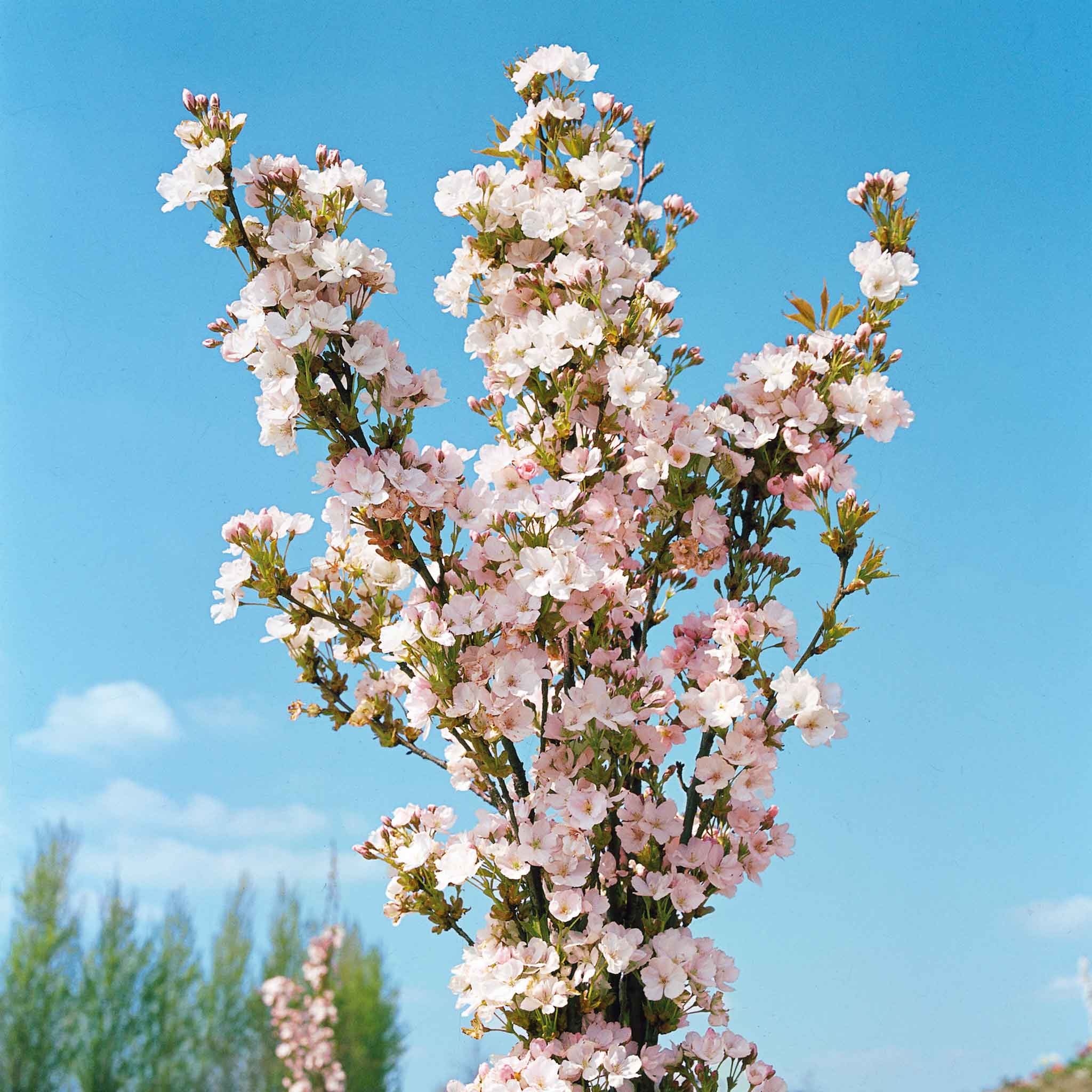 Flowering Cherry 'Amanogawa' - Image 3