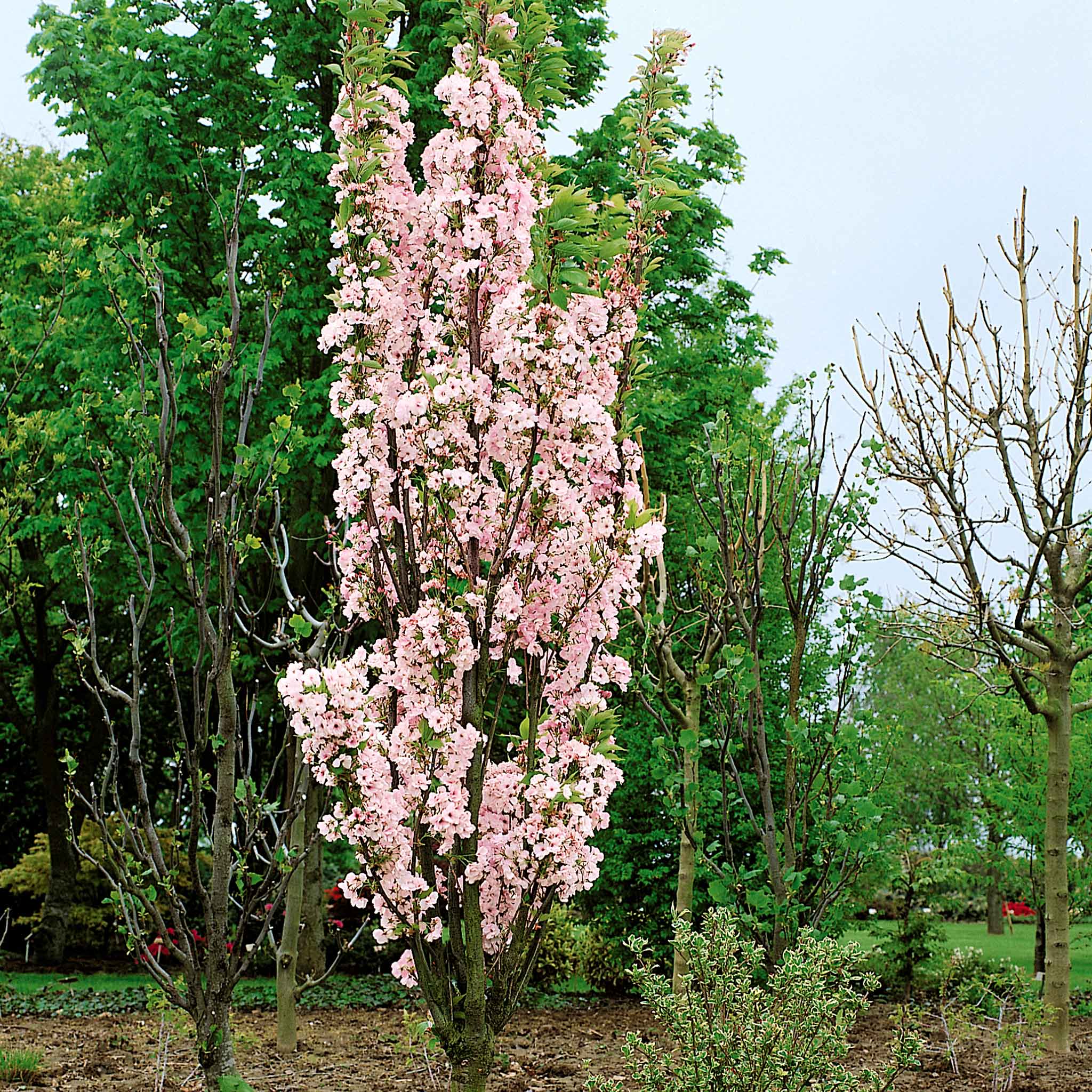 Flowering Cherry 'Amanogawa' - Image 4
