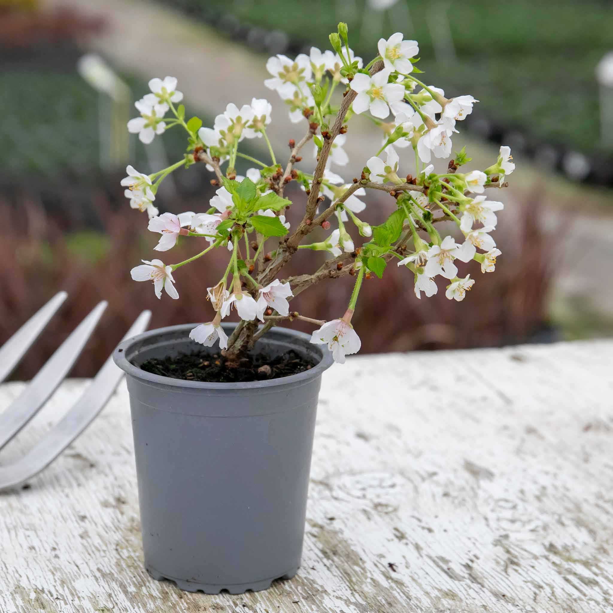 Flowering Cherry 'Kojo No Mai' - Image 6