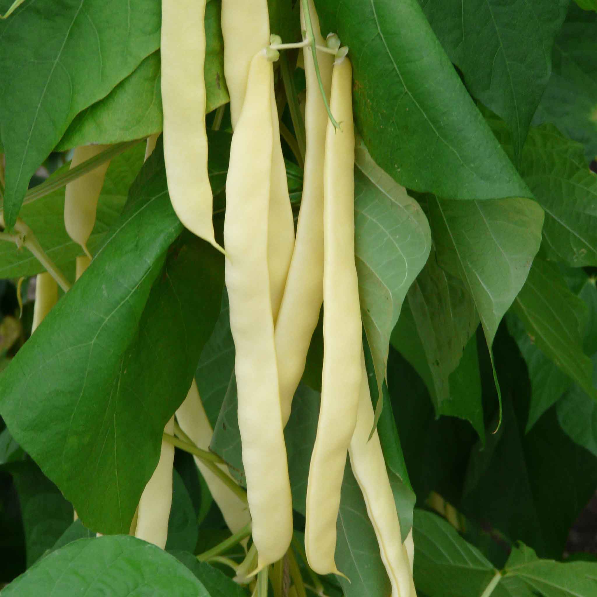 French Bean Climbing Seeds 'Goldfield' - Image 4