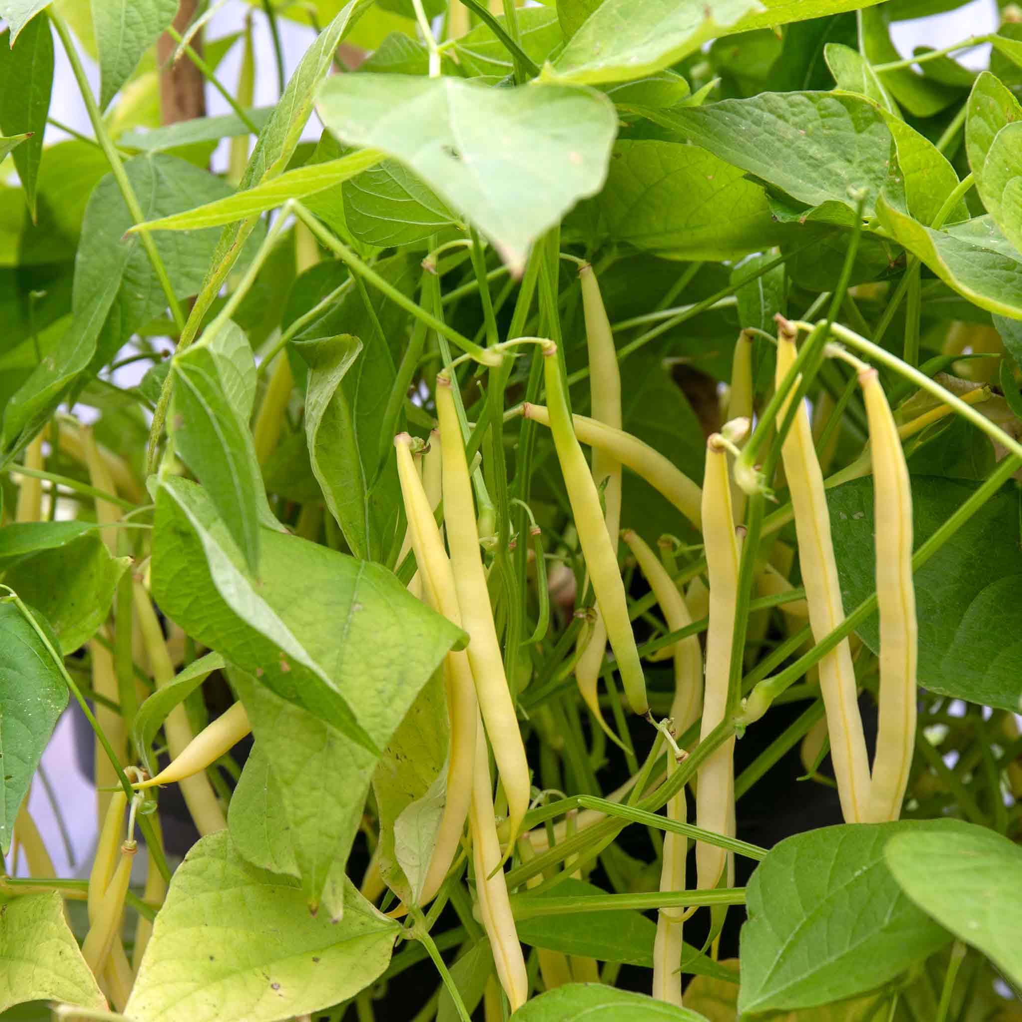 French Bean Climbing 'Monte Gusto' - Image 3