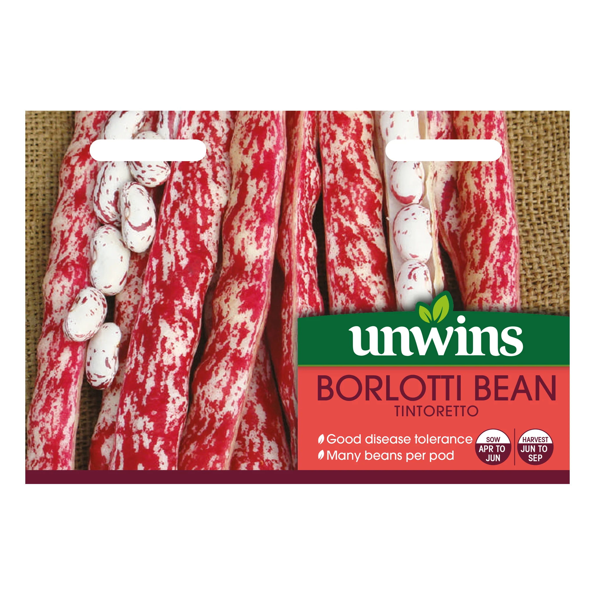 Dwarf French Bean Seeds 'Tintoretti' - Image 2