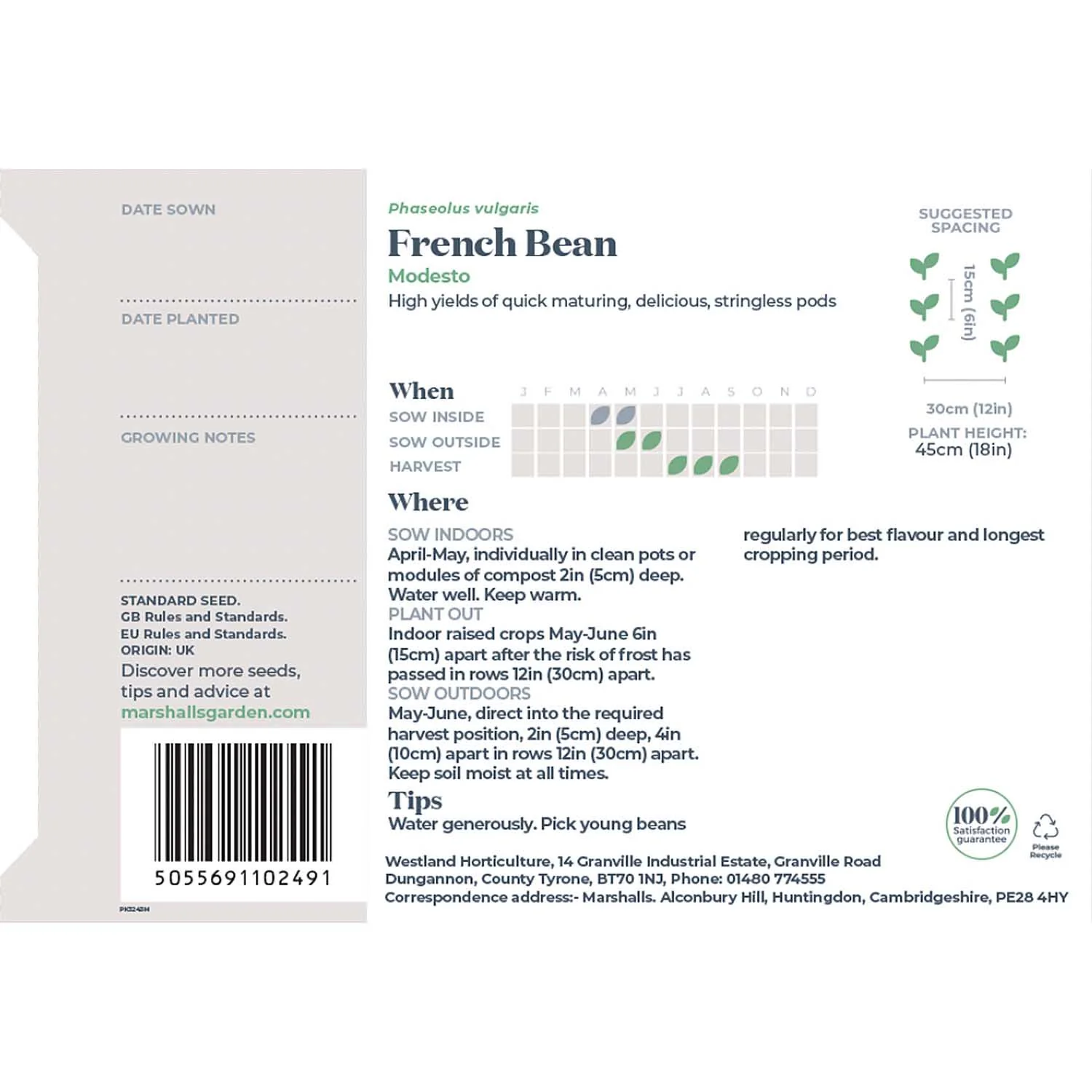 French Bean Dwarf Seeds 'Modesto' - Image 7