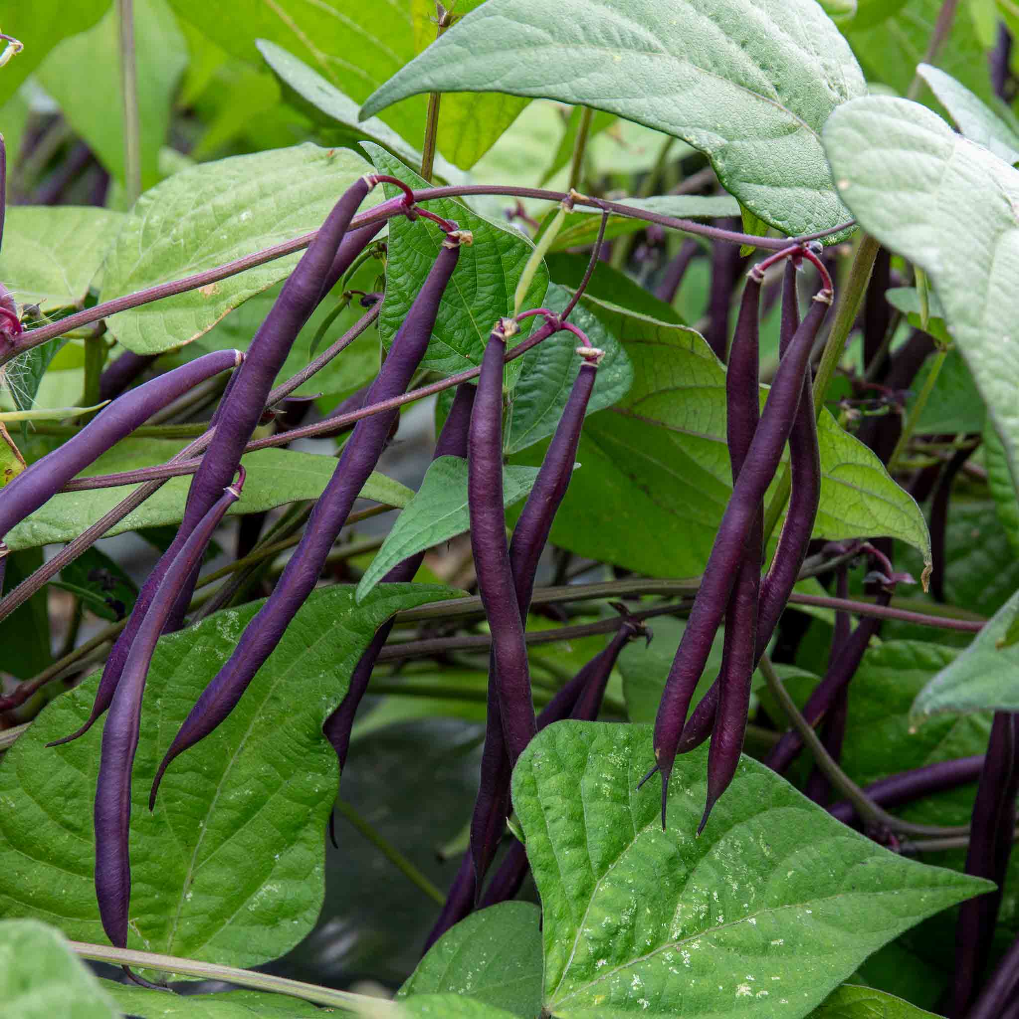 French Bean 'Dwarf Amethyst' - Image 3