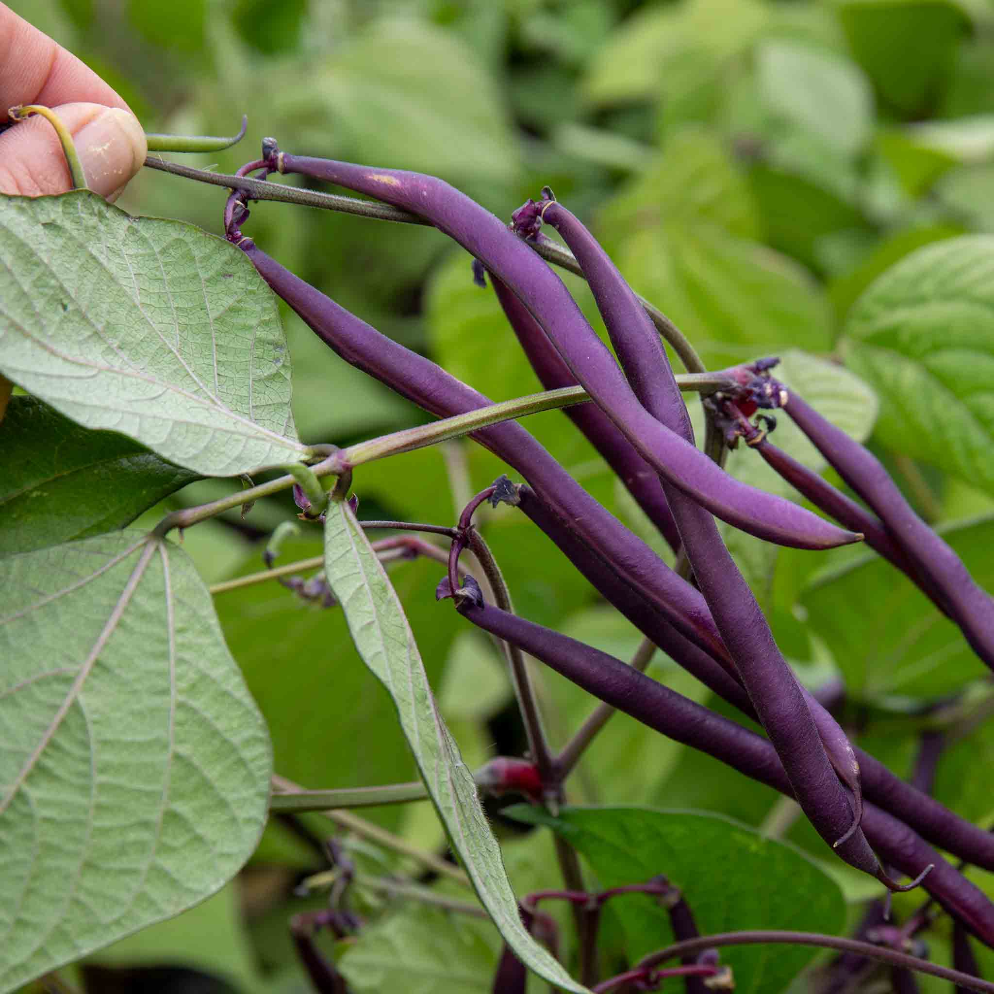 French Bean 'Dwarf Amethyst' - Image 4