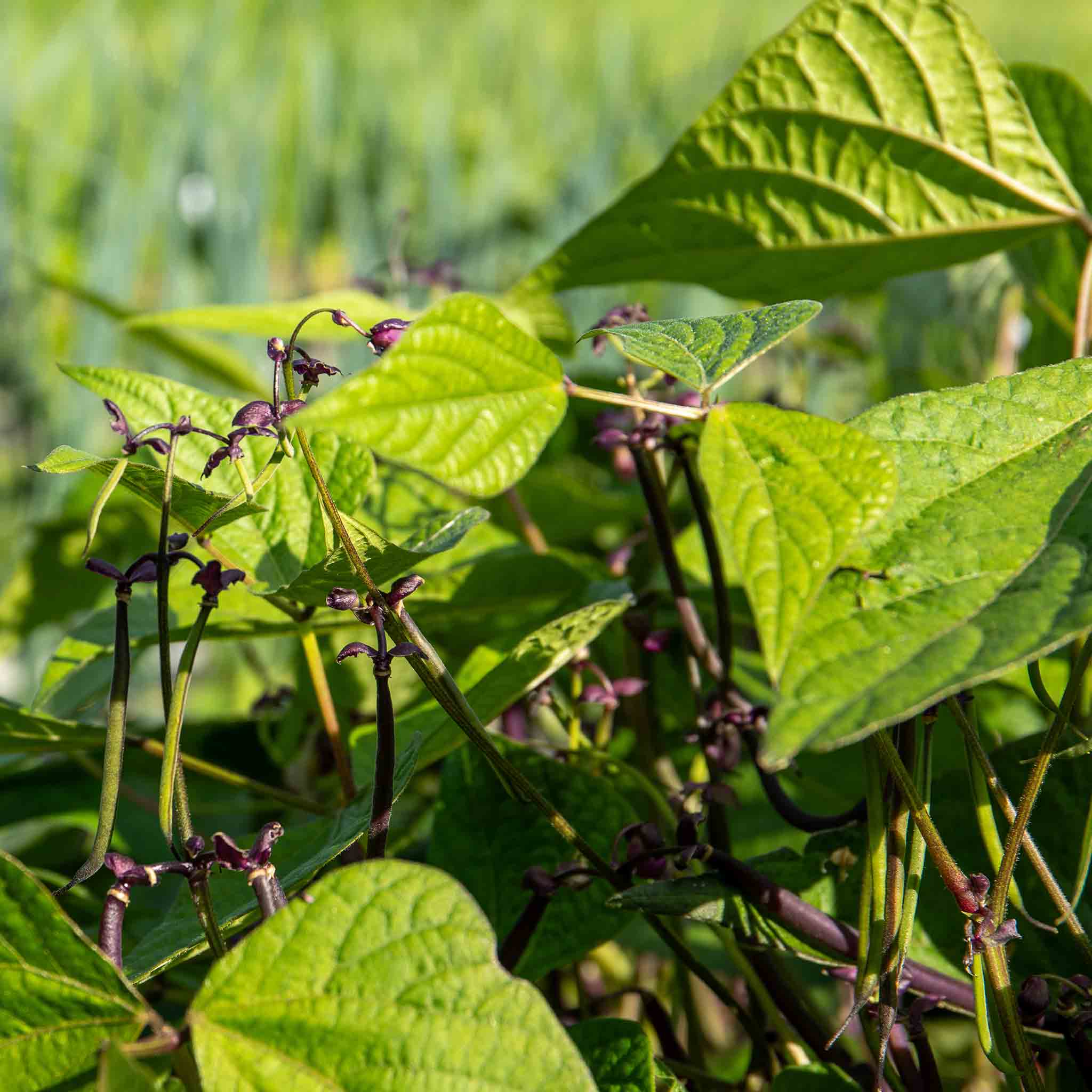 French Bean 'Dwarf Amethyst' - Image 6