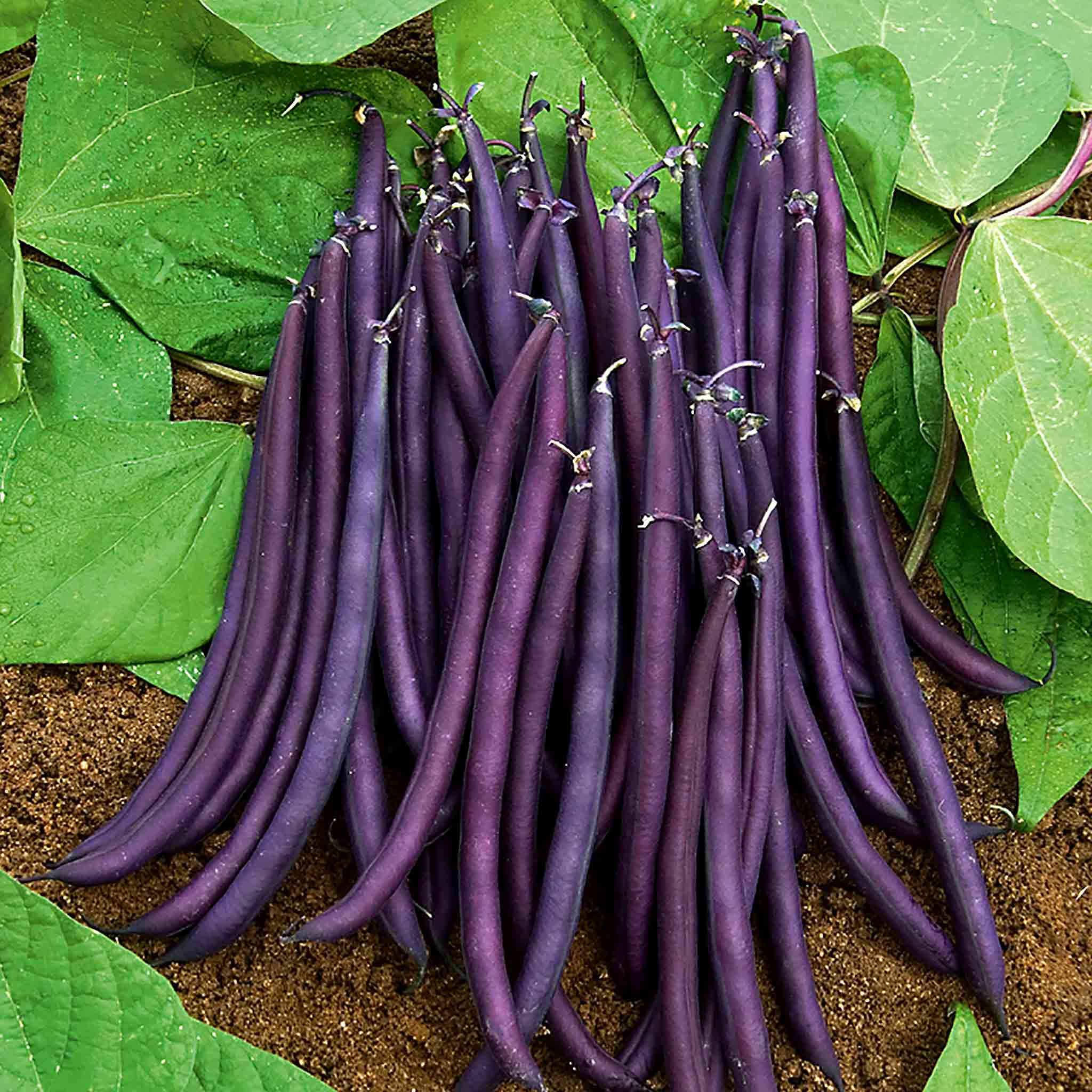 French Bean 'Dwarf Amethyst' - Image 7