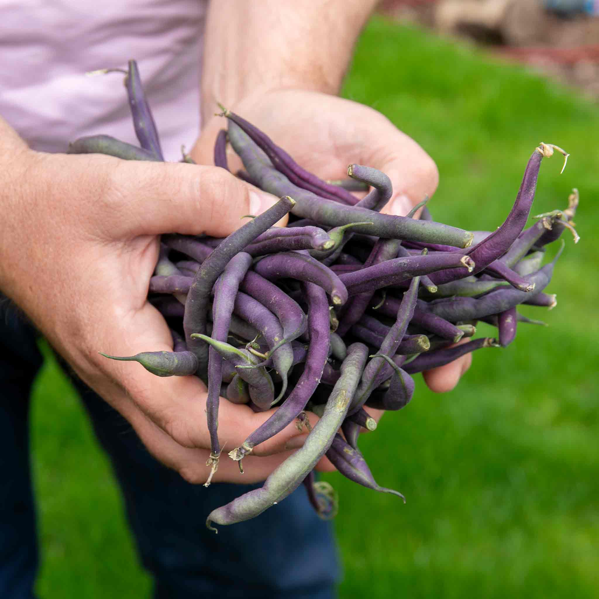 French Bean 'Climbing Cosse Violette' - Image 3