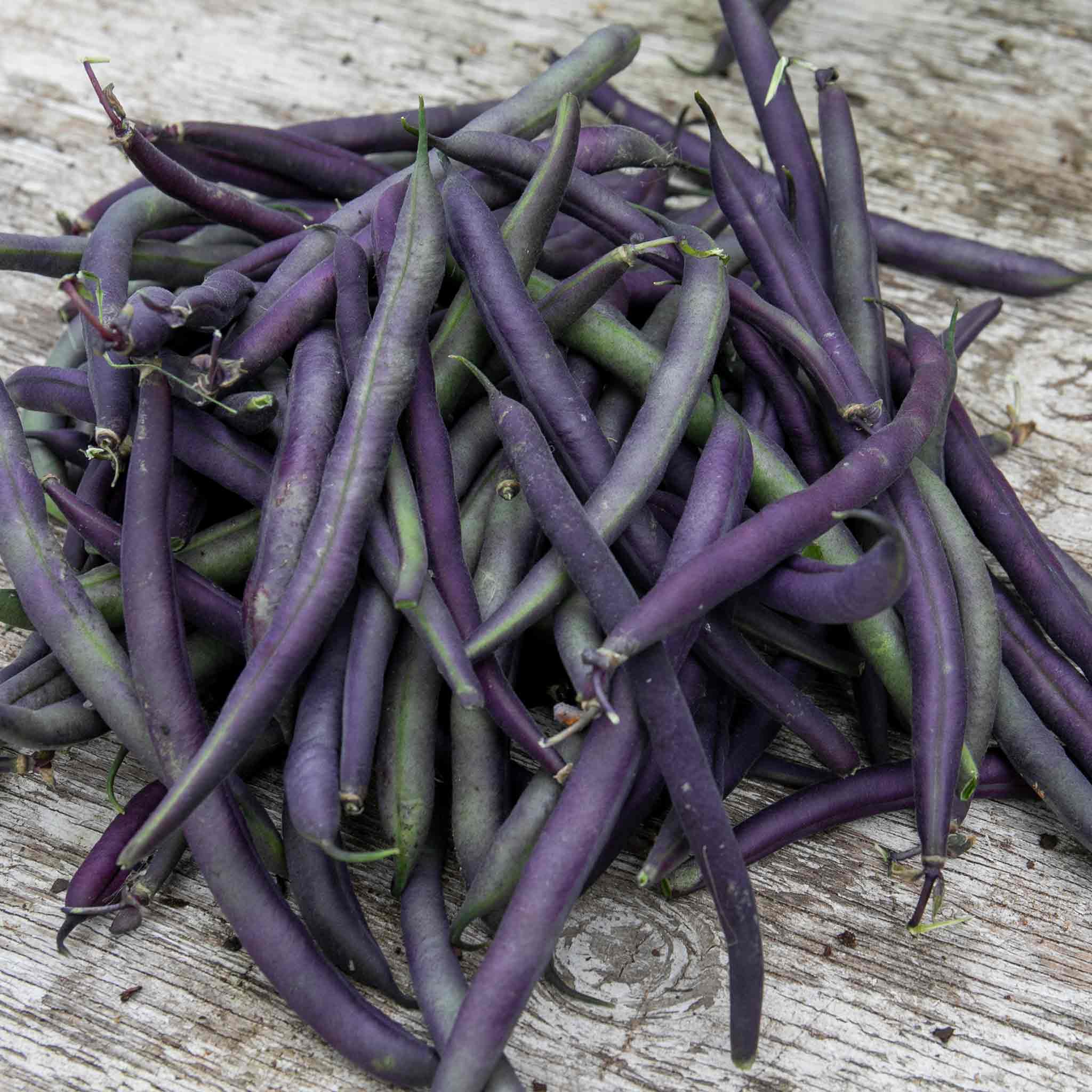 French Bean 'Climbing Cosse Violette' - Image 4