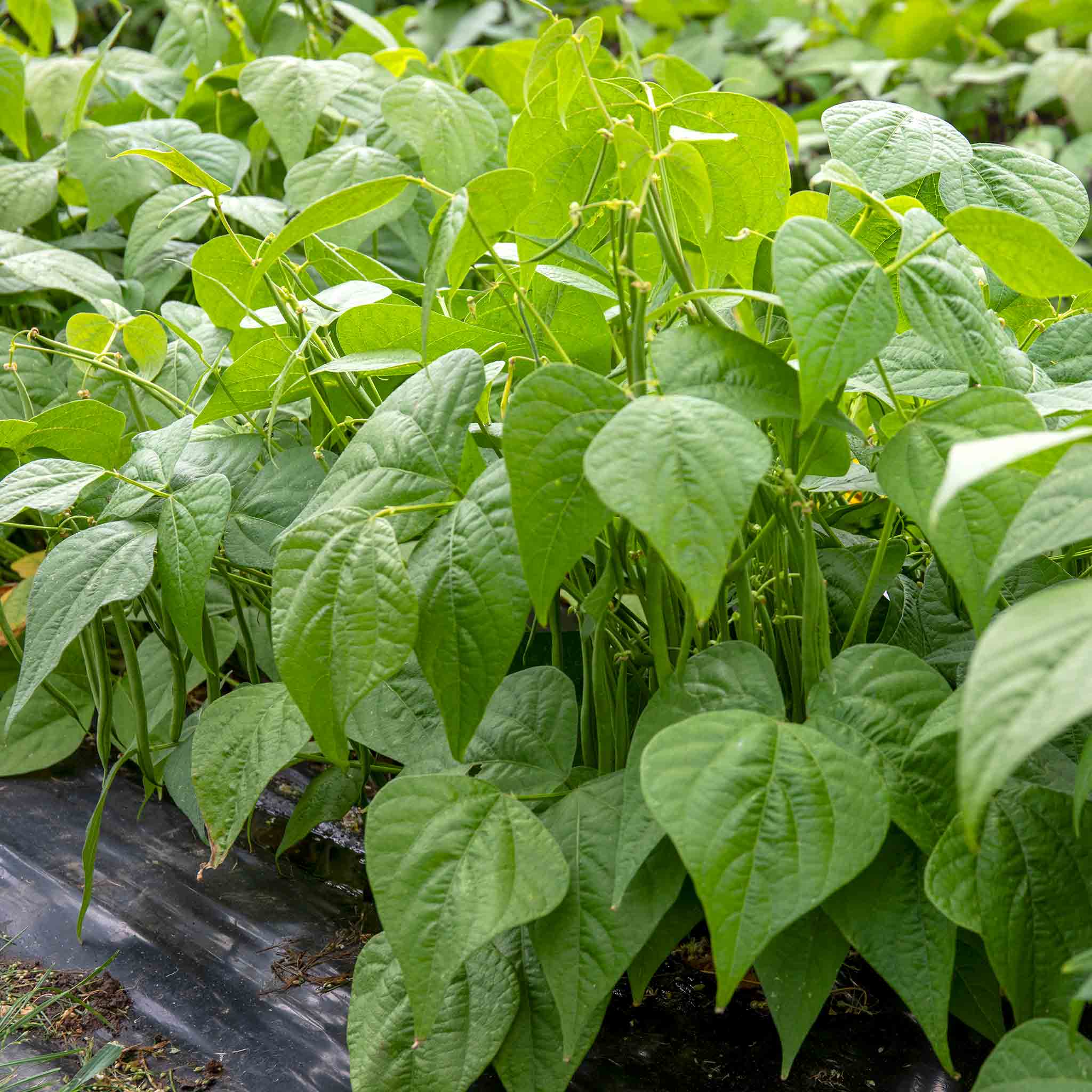 French Bean Dwarf Seeds 'Martini' - Image 2