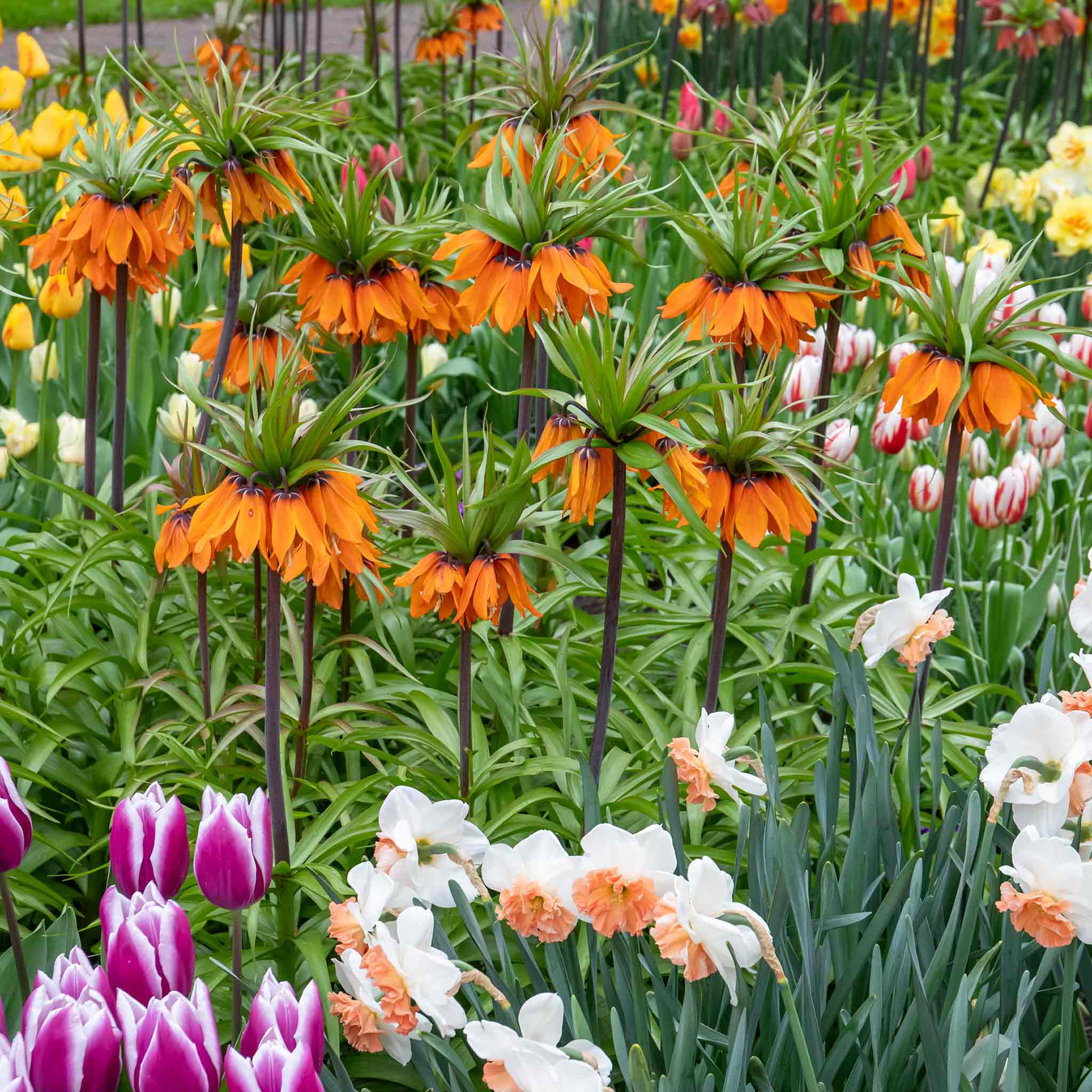 Fritillary Crown Imperial Bulbs 'Rubra' - Image 3