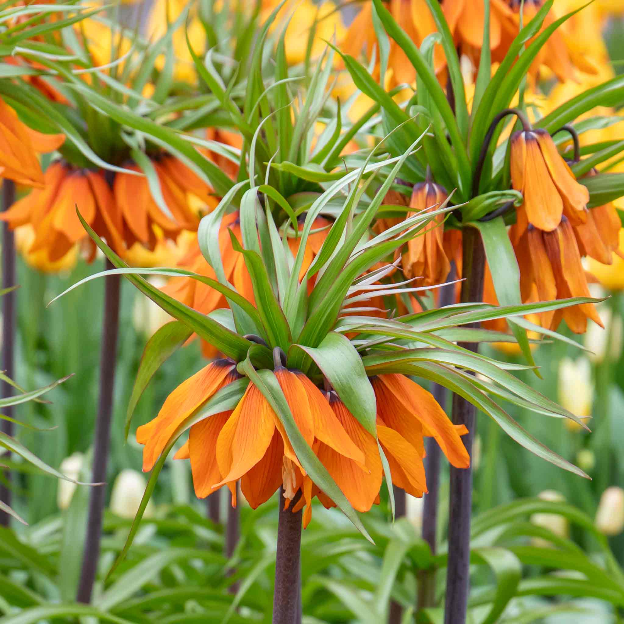 Fritillary Crown Imperial Bulbs 'Rubra' - Image 4