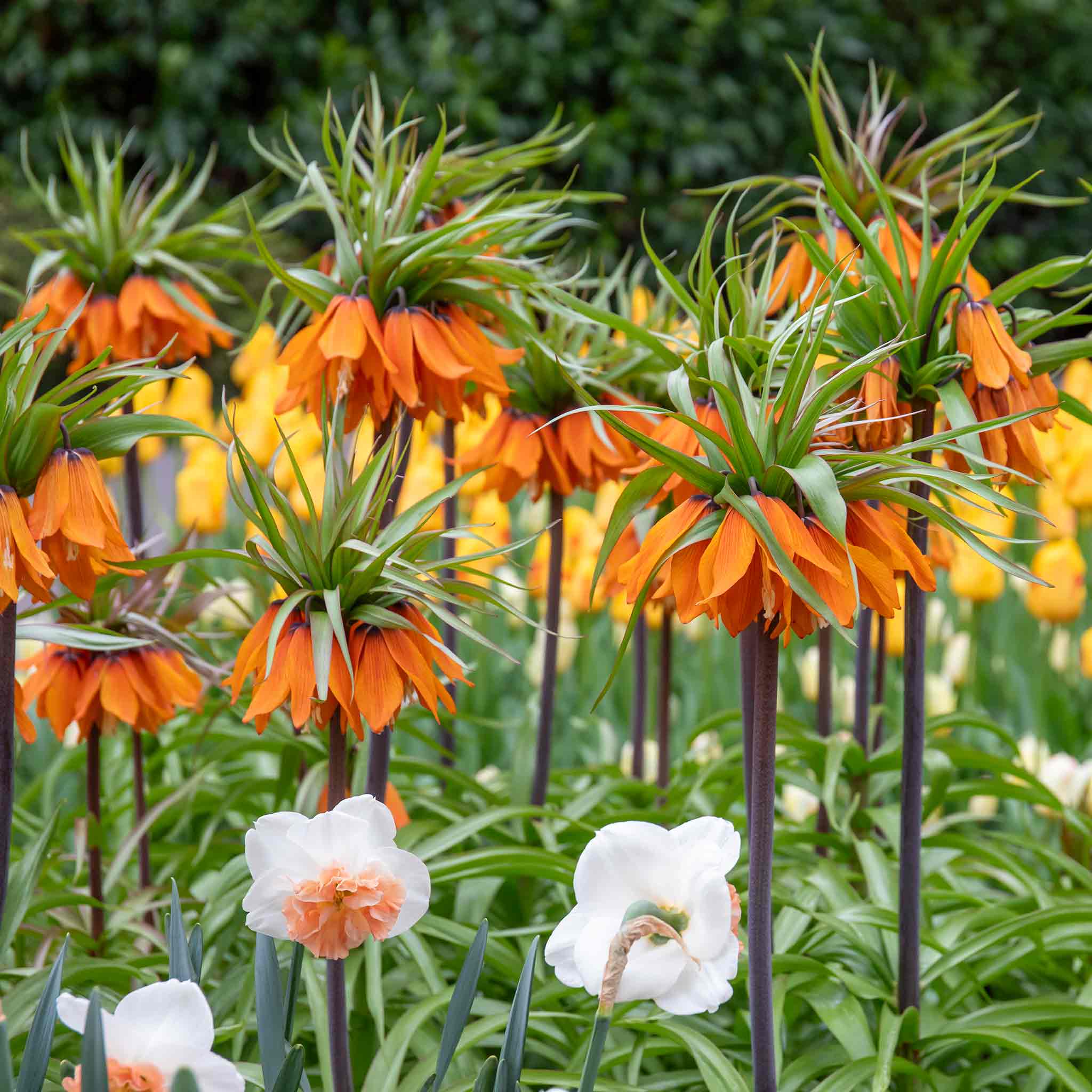 Fritillary Crown Imperial Bulbs 'Rubra' - Image 5
