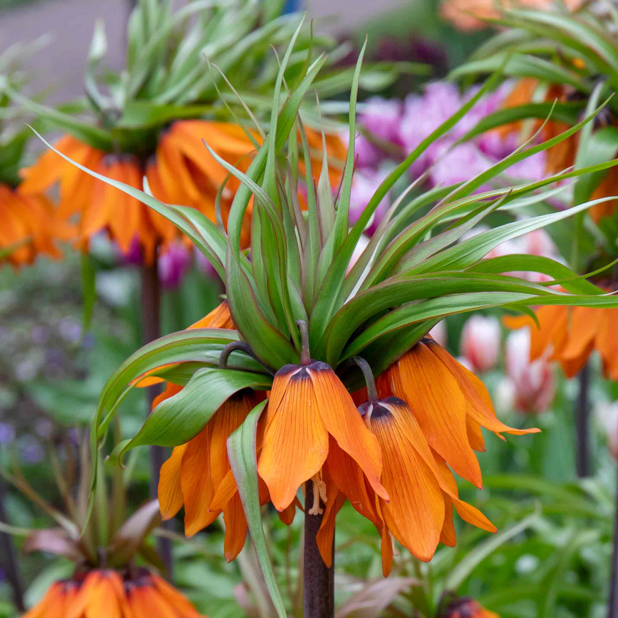Fritillary Crown Imperial Bulbs 'Rubra' - Image 6