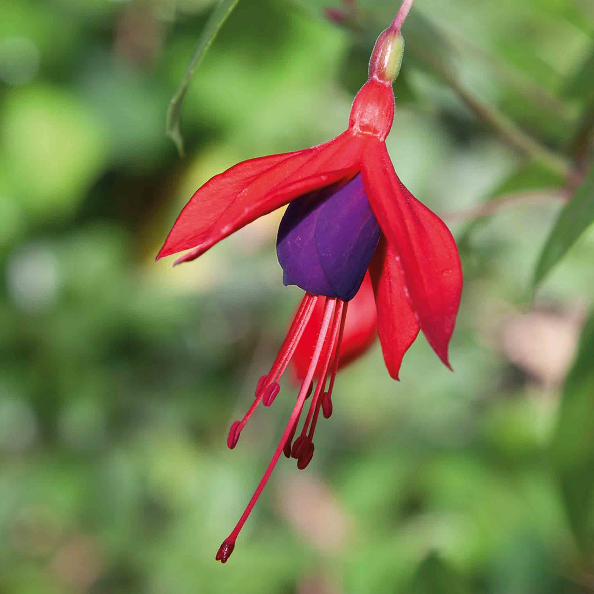 Fuchsia Climbing Collection - Image 3