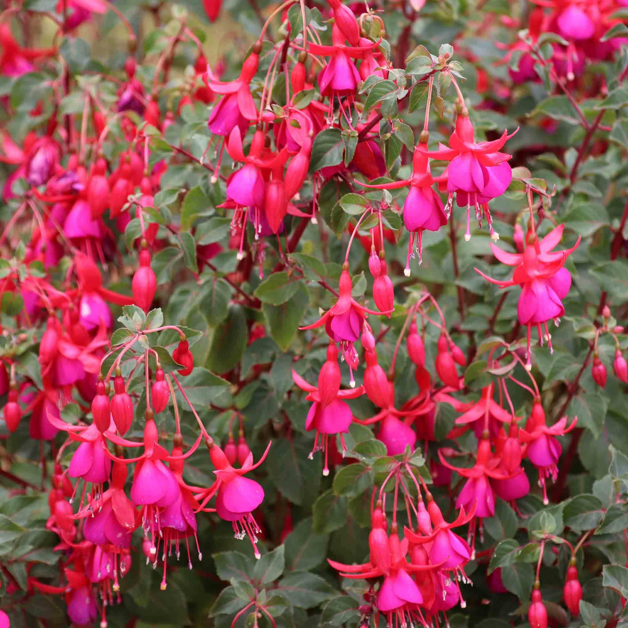 Fuchsia Climbing Collection - Image 8