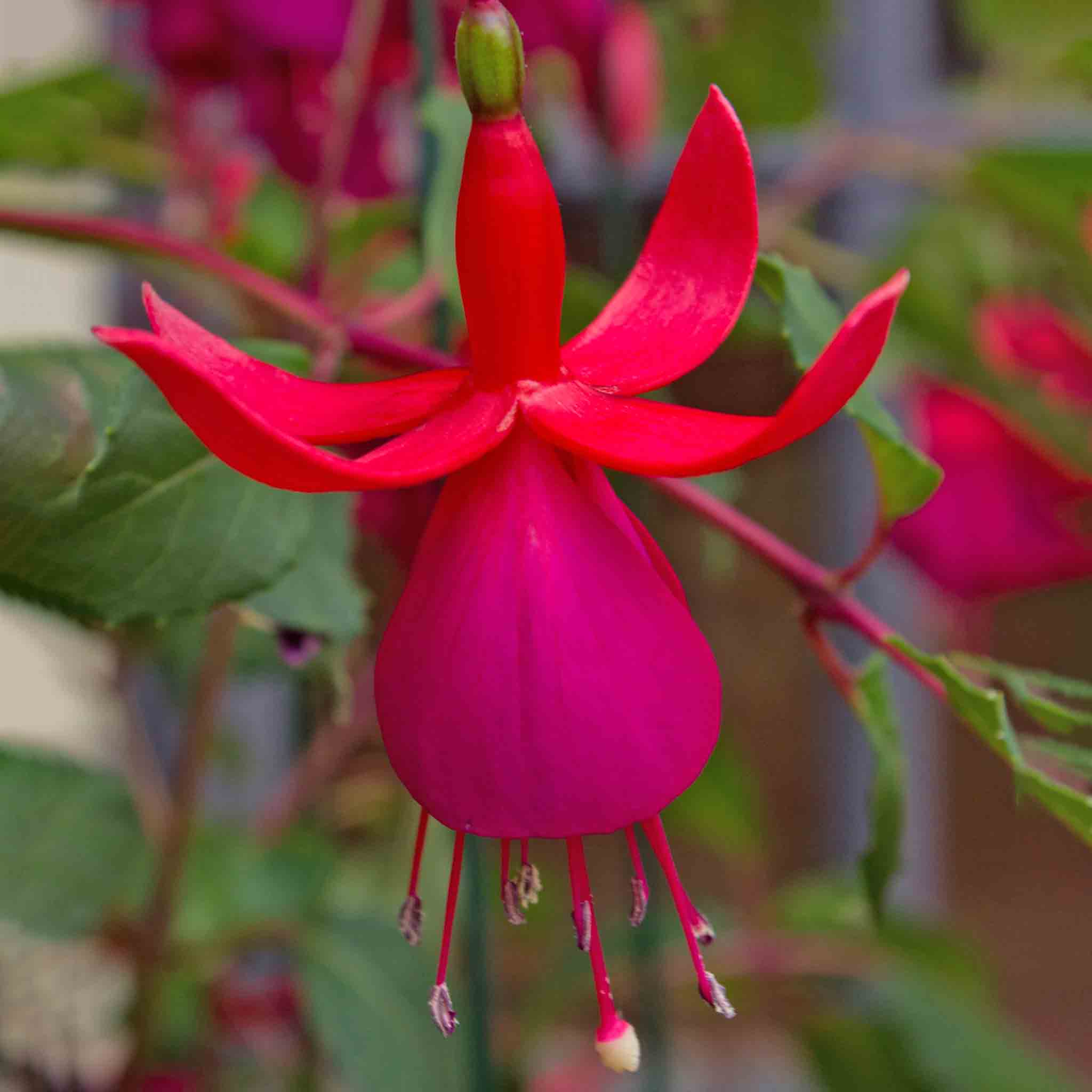 Fuchsia Hardy Collection - Image 2