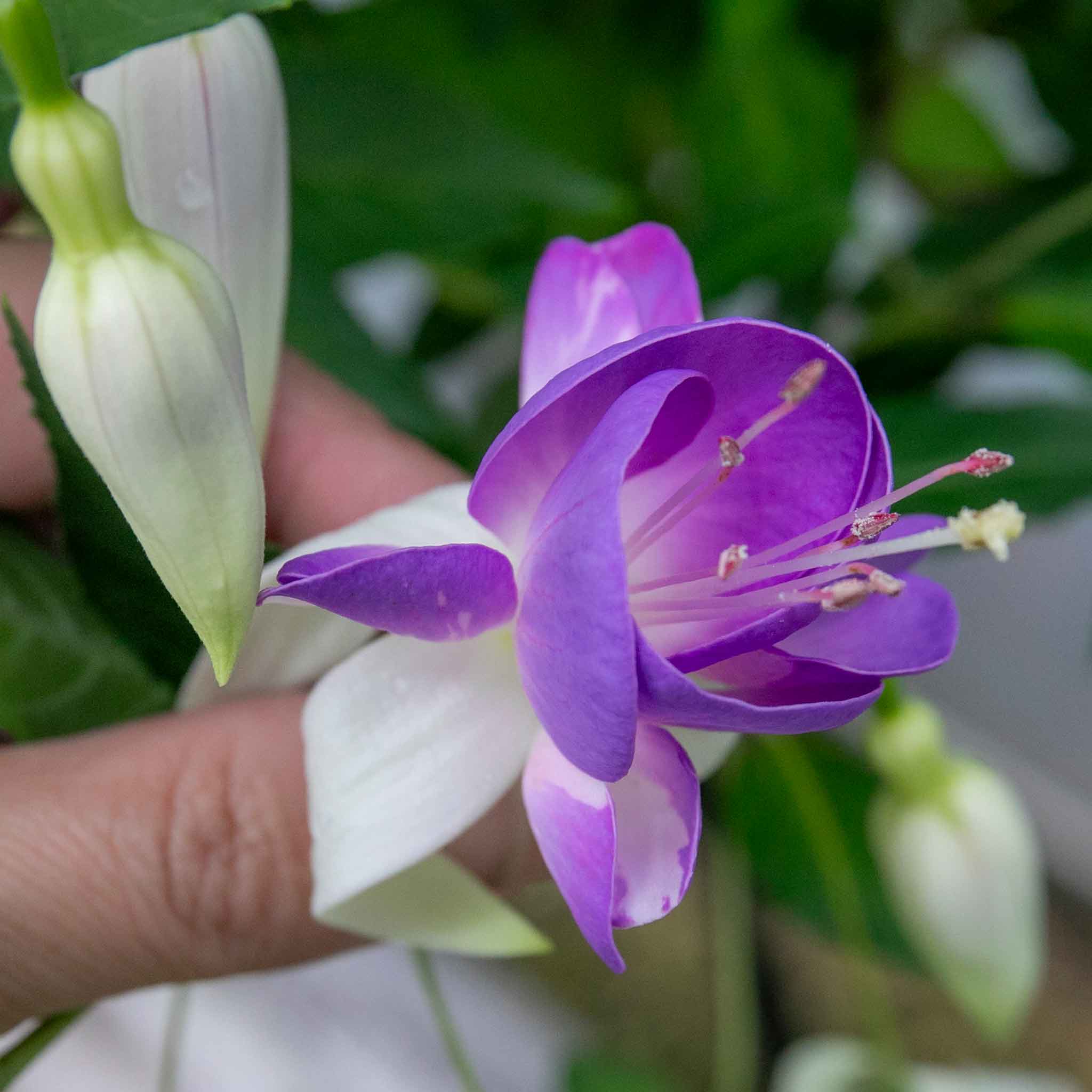Fuchsia Hardy 'Delta Sarah' - Image 10