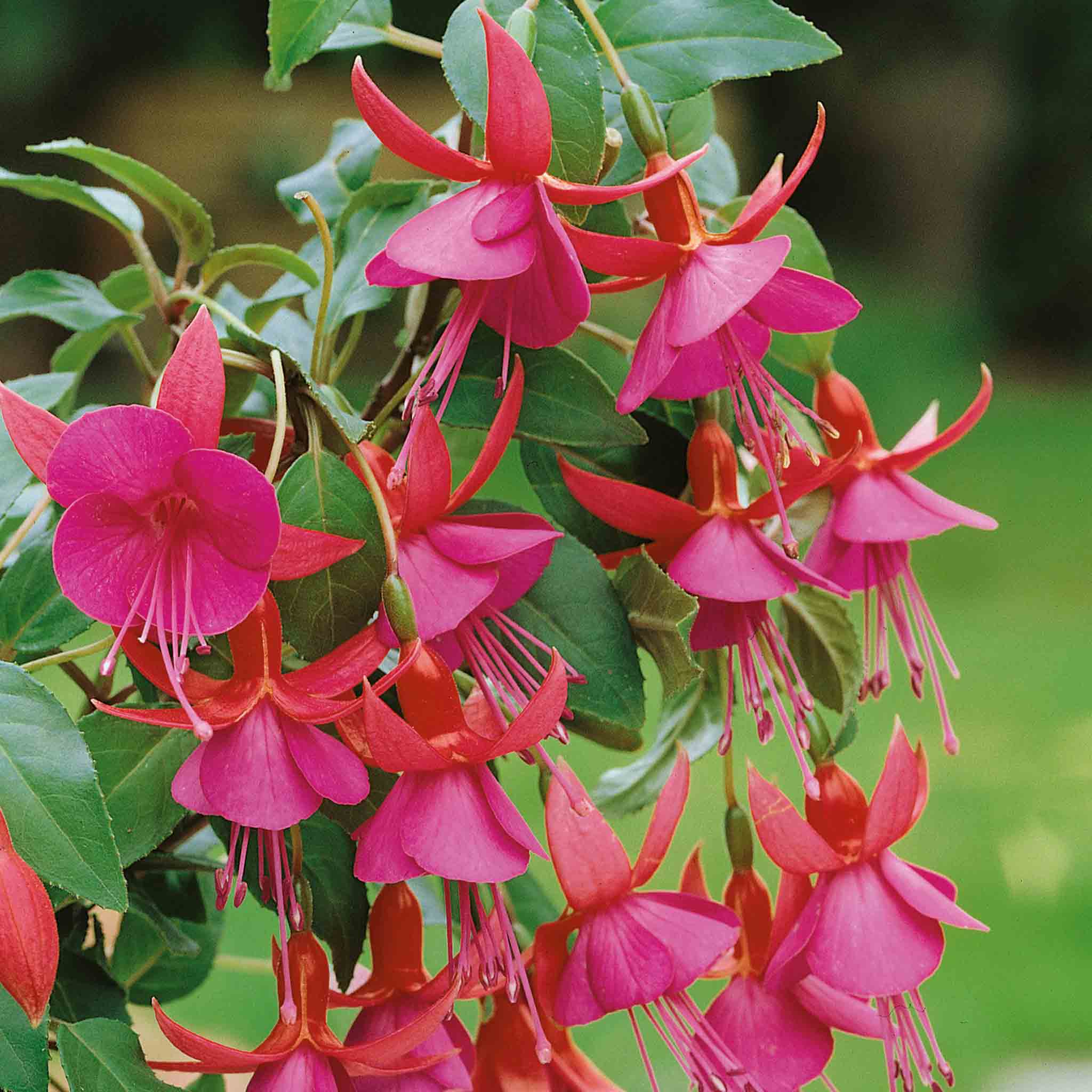 Fuchsia 'Display' - Image 4