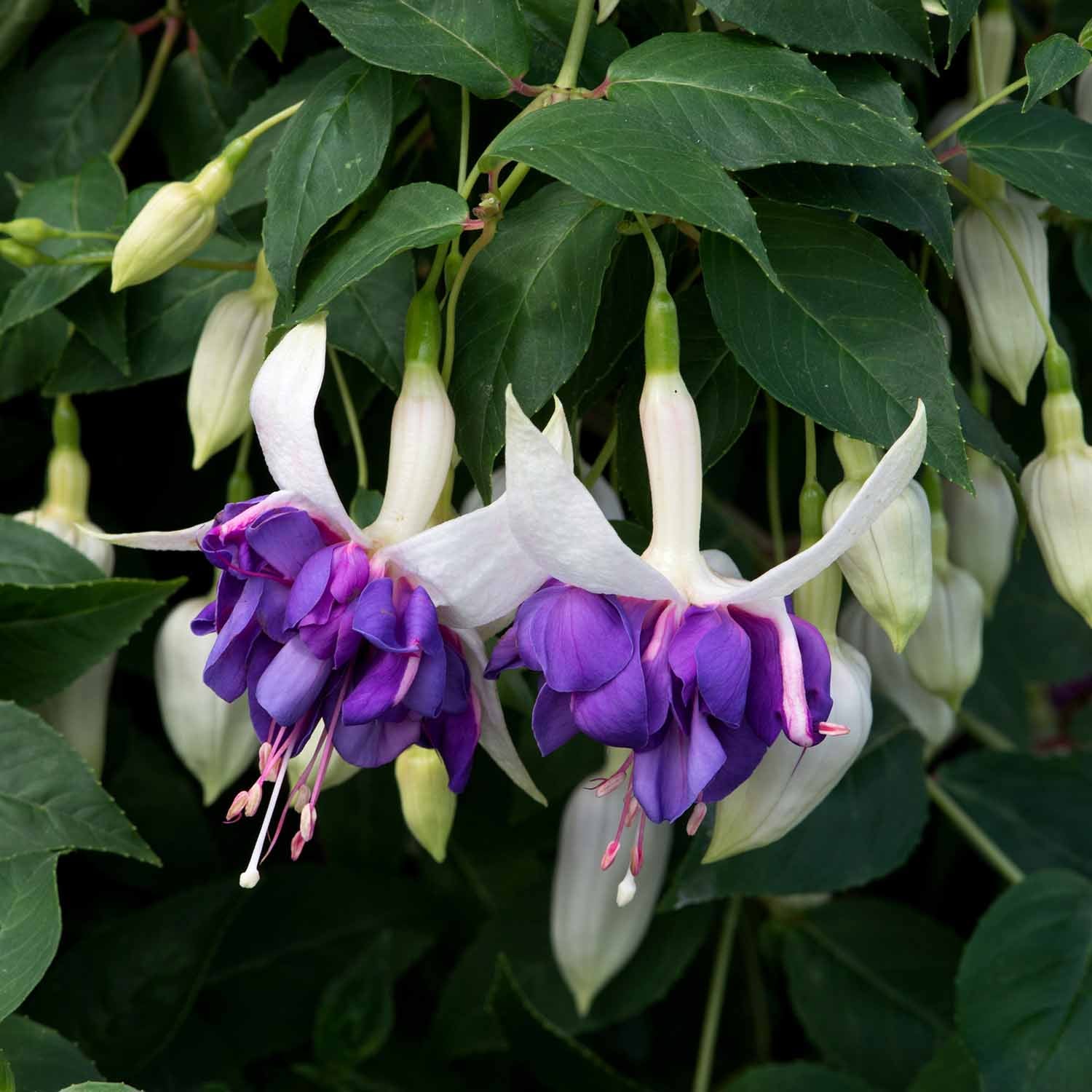 Fuchsia 'Giant-Flowered' Collection - Image 3