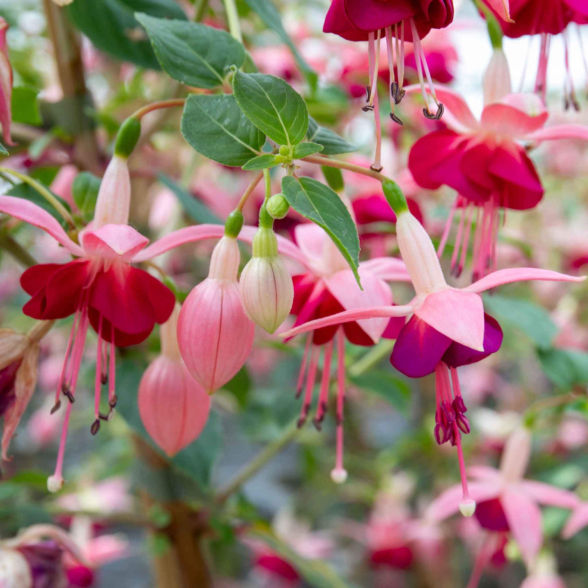 Fuchsia 'Paula Jane' - Image 2