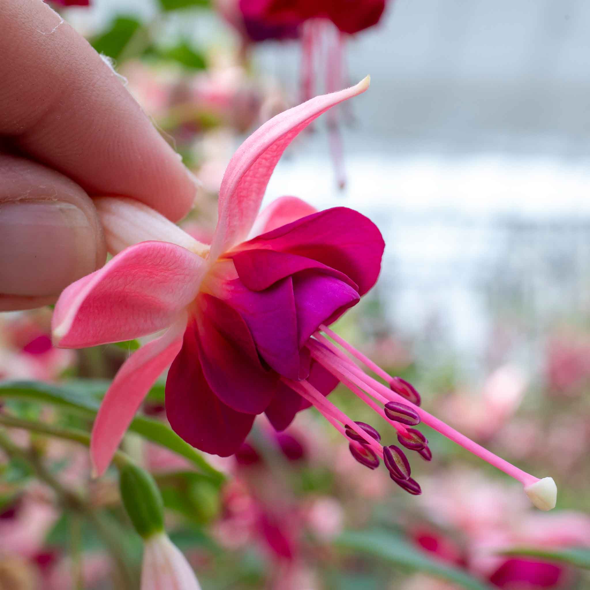 Fuchsia 'Paula Jane' - Image 3