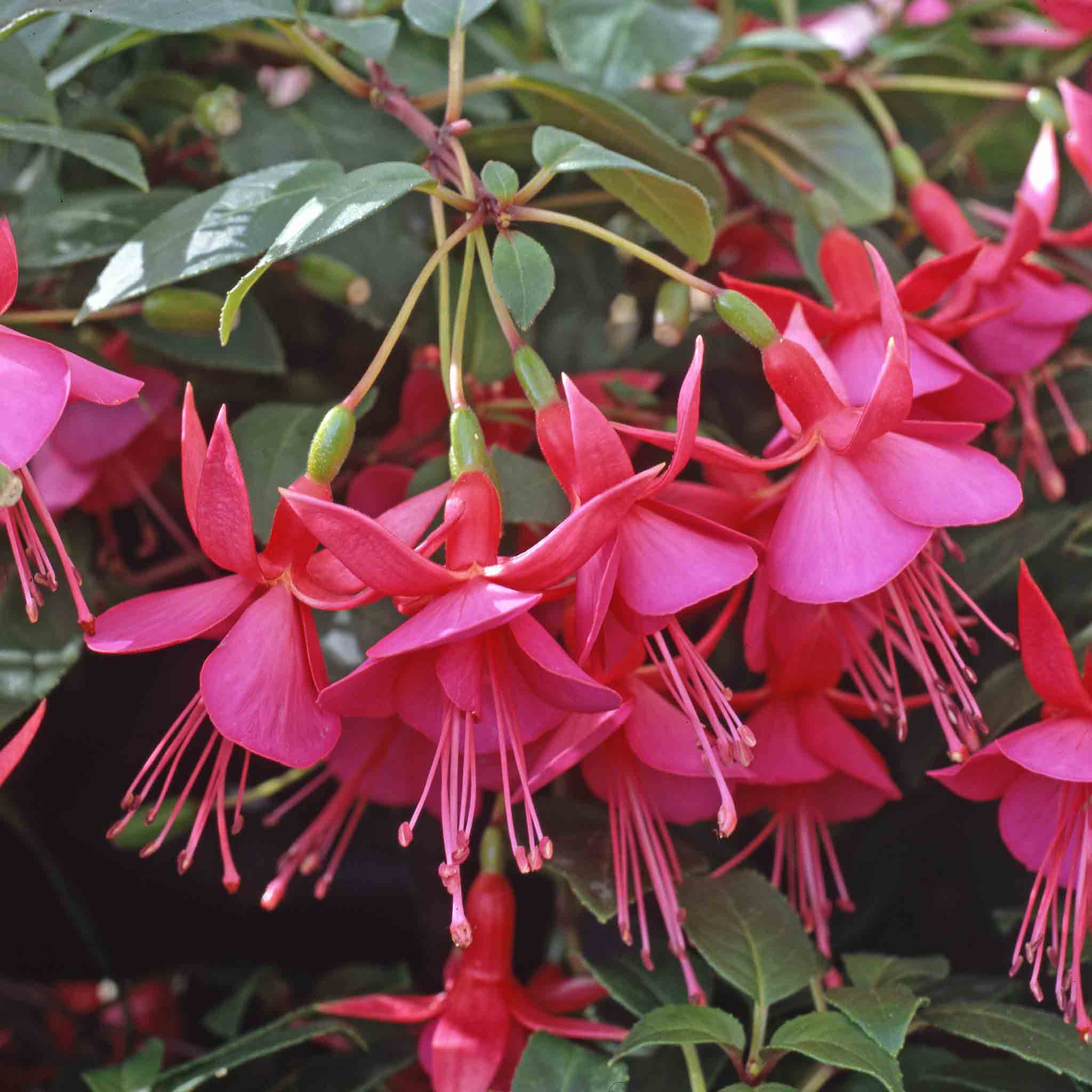 Fuchsia Upright Collection - Image 9