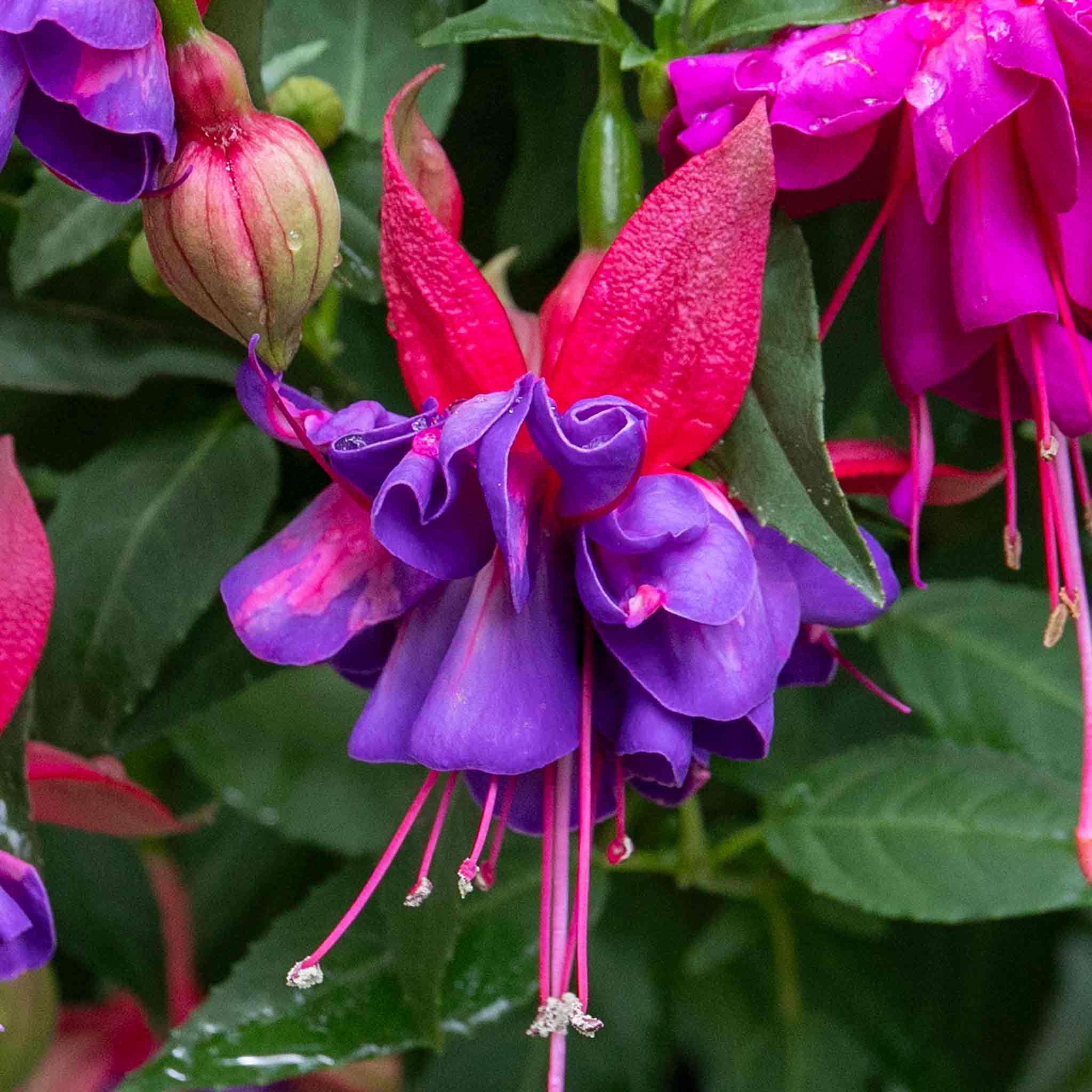 Fuchsia 'Winston Churchill' - Image 5