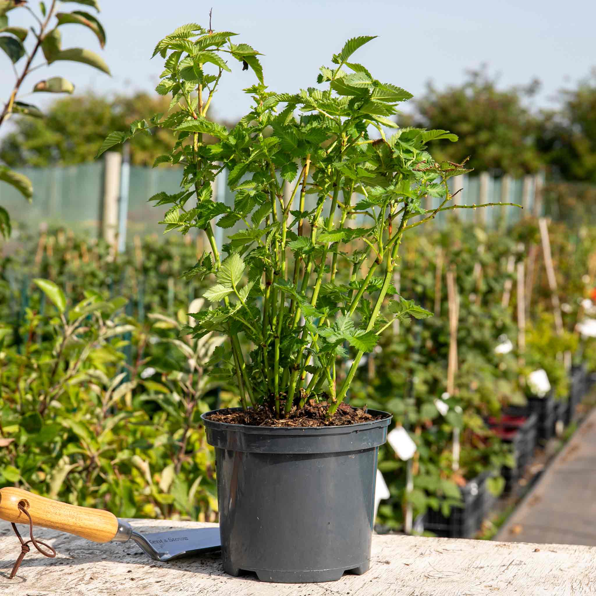 Funberry Plant - Image 2
