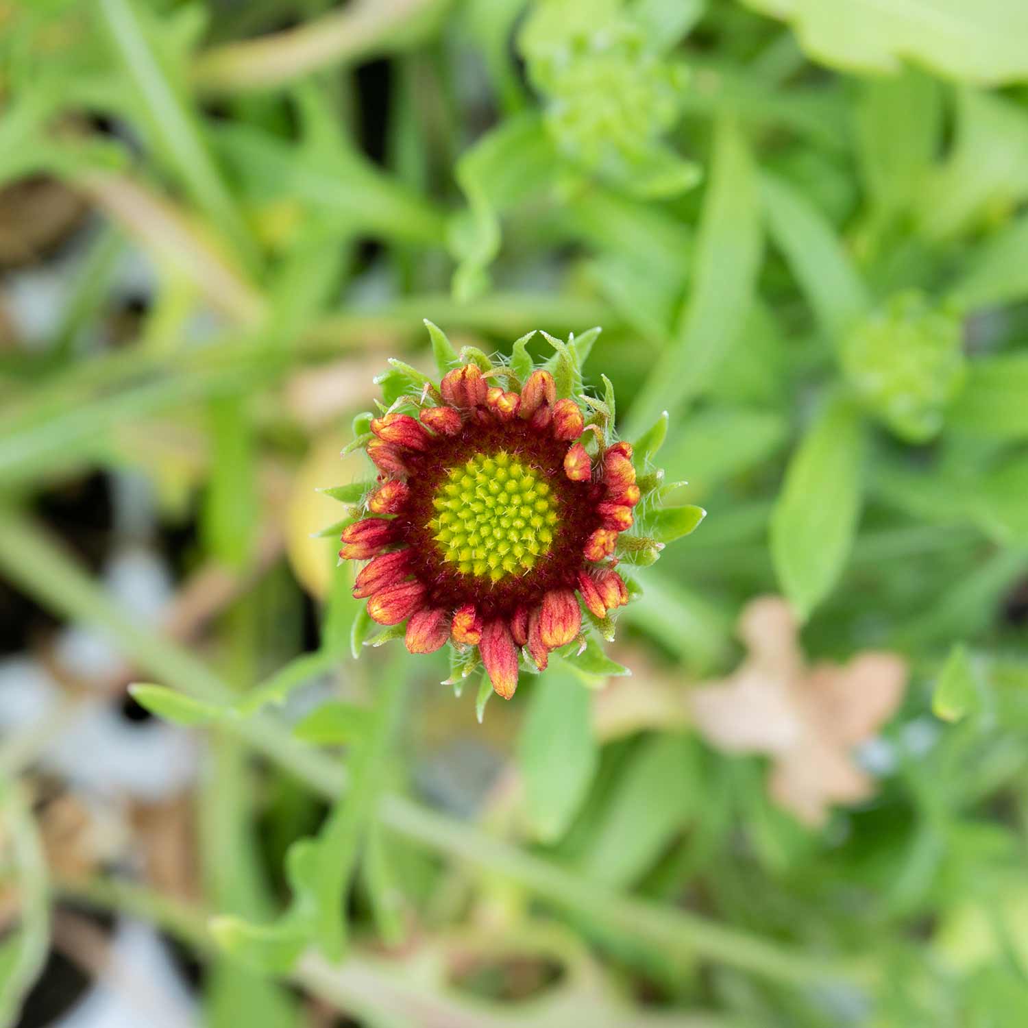 Gaillardia 'Fanfare Coral Glow' - Image 4