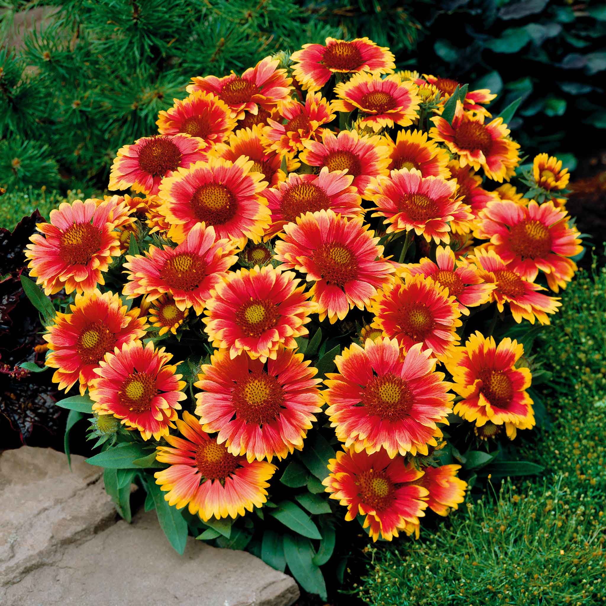 Gaillardia 'Arizonia Sun' - Image 4