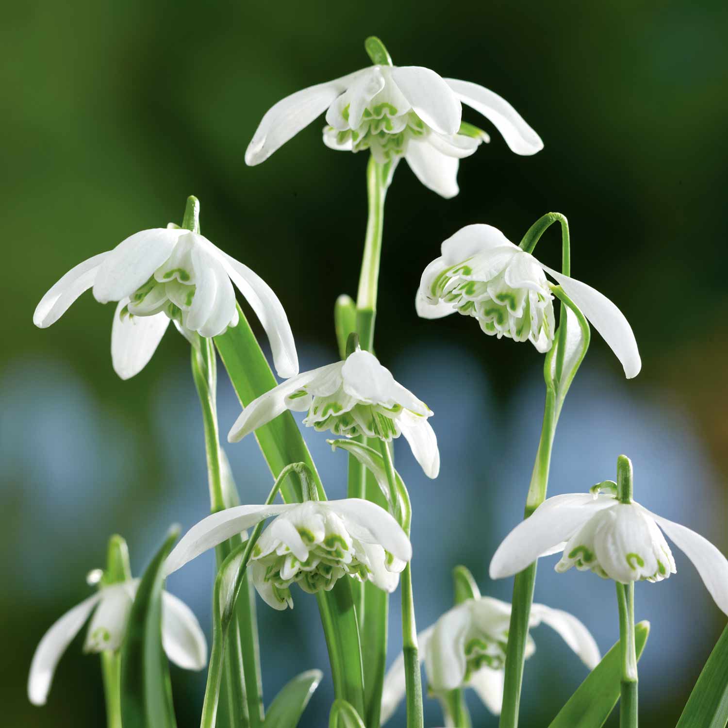 Double Snowdrop Bulbs 'Flore Pleno' - Image 3