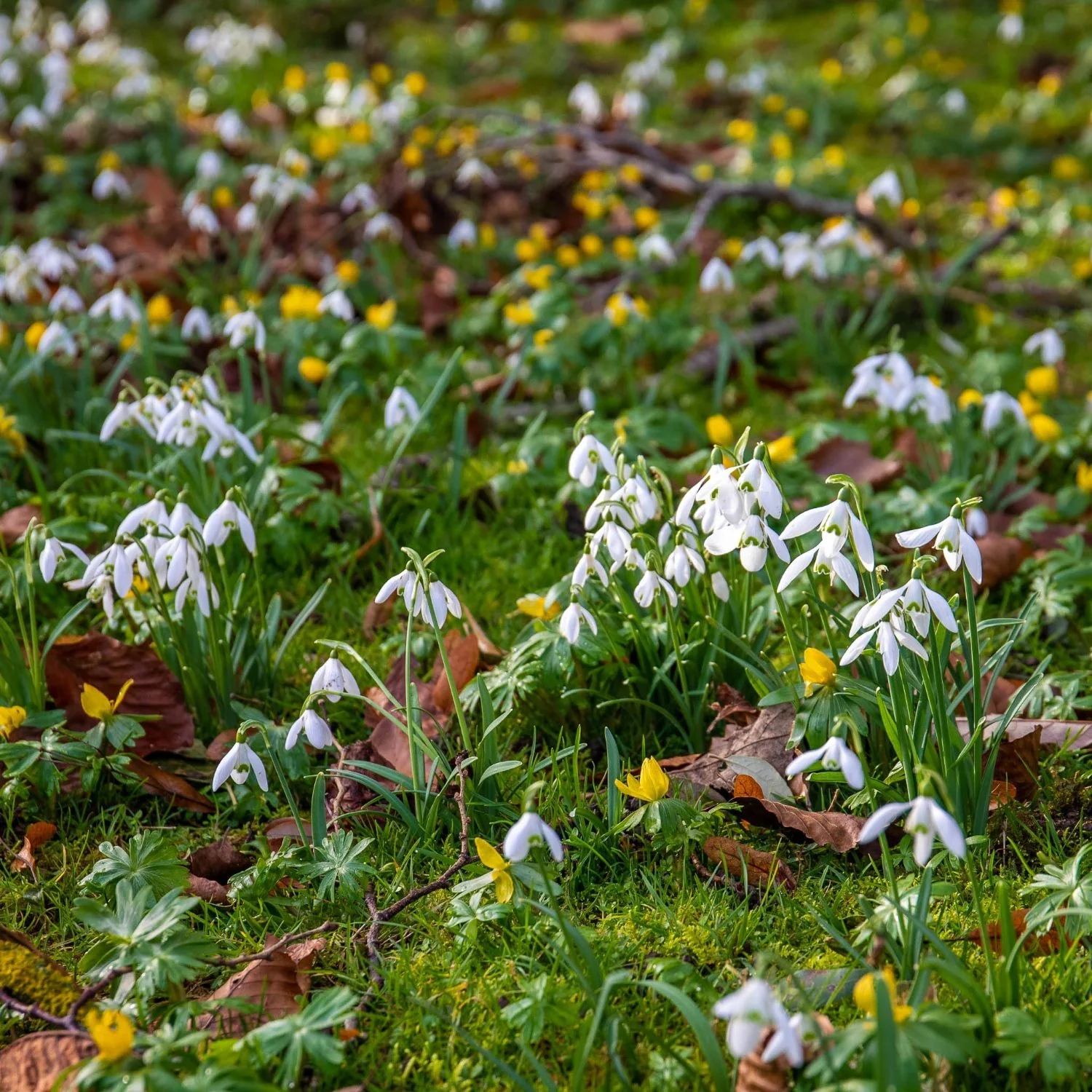 Double Snowdrop Bulbs 'Flore Pleno' - Image 4