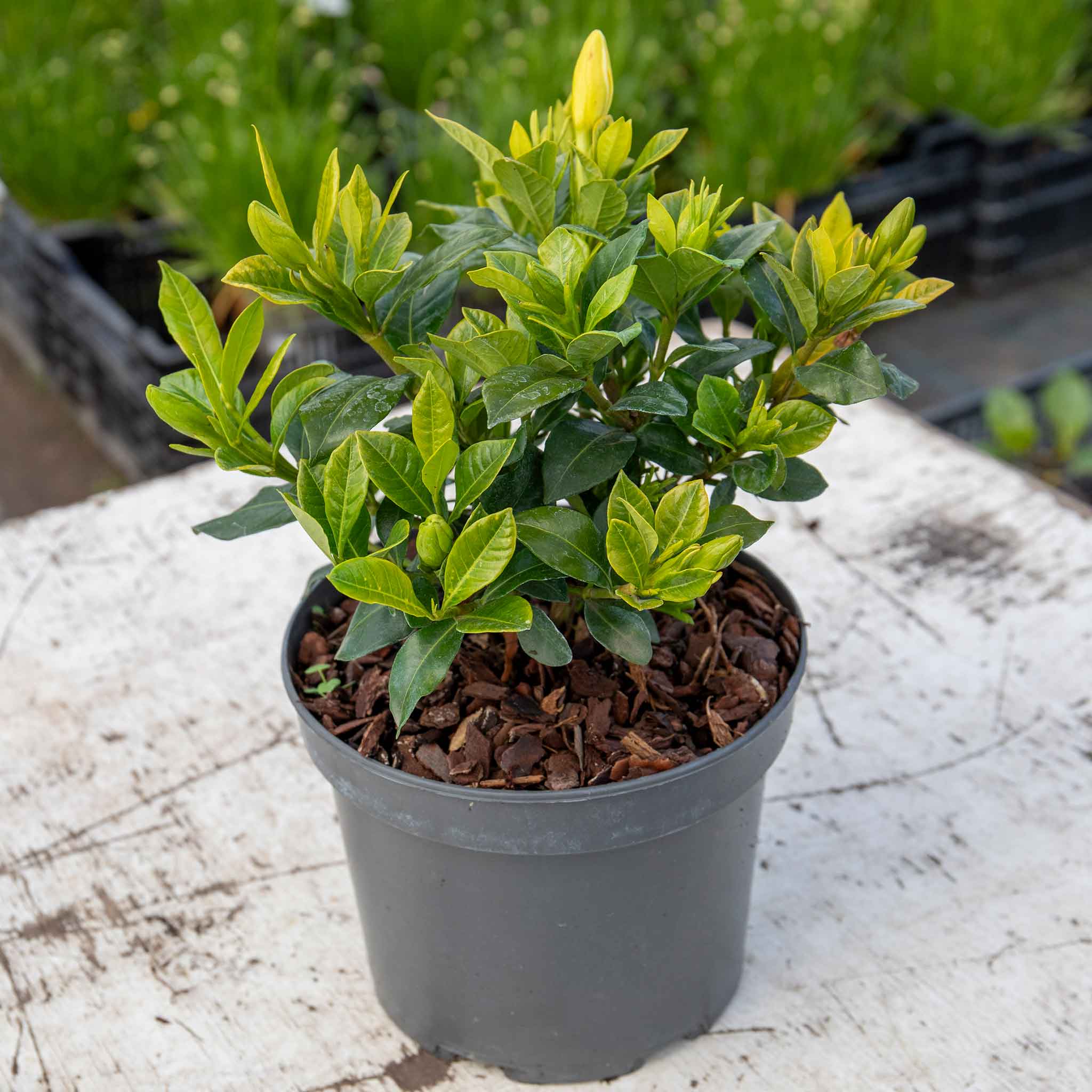Gardenia 'Pinwheel' - Image 2